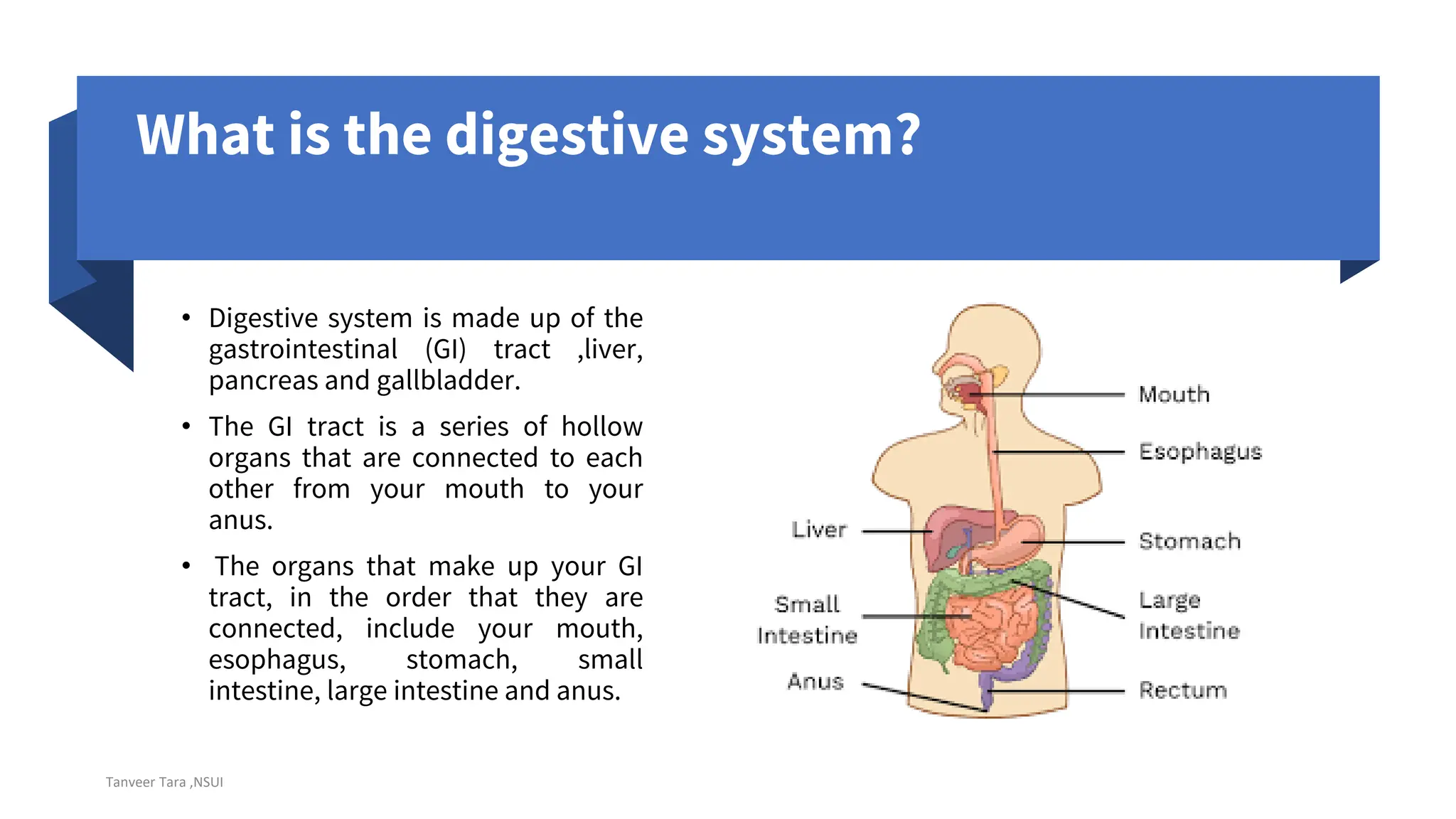 Lecture 1 digestive system pdf ppt presentation ppt
