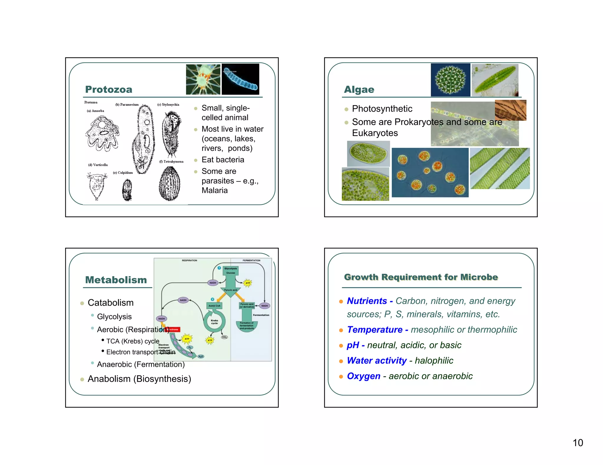 Protozoa                                             Algae
                                Small, single-        Photosynthetic
                                celled animal
                                                      Some are Prokaryotes and some are
                                Most live in water
                                                      Eukaryotes
                                (oceans, lakes,
                                rivers, ponds)
                                Eat bacteria
                                Some are
                                parasites – e.g.,
                                Malaria




Metabolism                                           Growth Requirement for Microbe


Catabolism                                           Nutrients - Carbon, nitrogen, and energy
• Glycolysis                                         sources; P, S, minerals, vitamins, etc.
• Aerobic (Respiration)                              Temperature - mesophilic or thermophilic
   • TCA (Krebs) cycle                               pH - neutral, acidic, or basic
   • Electron transport chain
• Anaerobic (Fermentation)                           Water activity - halophilic
Anabolism (Biosynthesis)                             Oxygen - aerobic or anaerobic




                                                                                                10
 