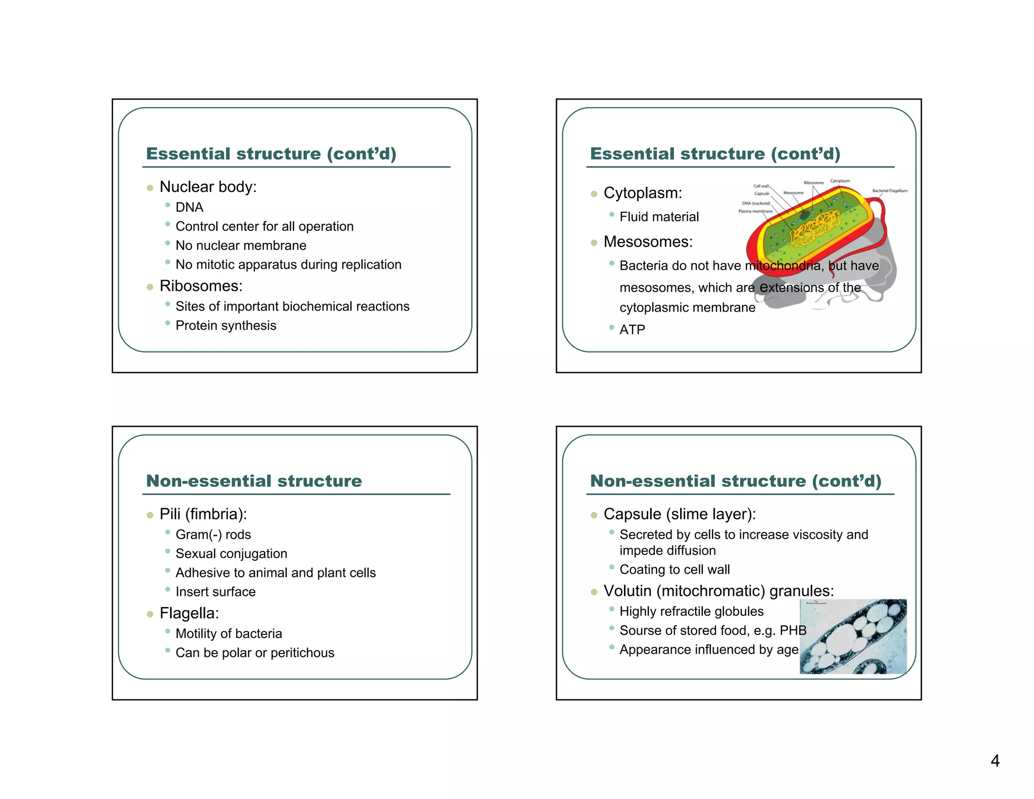 Essential structure (cont’d)                   Essential structure (cont’d)
 Nuclear body:                                  Cytoplasm:
  • DNA                                          • Fluid material
  • Control center for all operation
  • No nuclear membrane                         Mesosomes:
  • No mitotic apparatus during replication      • Bacteria do not have mitochondria, but have
 Ribosomes:                                        mesosomes, which are extensions of the
  • Sites of important biochemical reactions       cytoplasmic membrane
  • Protein synthesis                            • ATP




Non-essential structure                        Non-essential structure (cont’d)
 Pili (fimbria):                                Capsule (slime layer):
  • Gram(-) rods                                 • Secreted by cells to increase viscosity and
  • Sexual conjugation                             impede diffusion
  • Adhesive to animal and plant cells           • Coating to cell wall
  • Insert surface                              Volutin (mitochromatic) granules:
 Flagella:                                       • Highly refractile globules
  • Motility of bacteria                         • Sourse of stored food, e.g. PHB
  • Can be polar or peritichous                  • Appearance influenced by age




                                                                                                 4
 