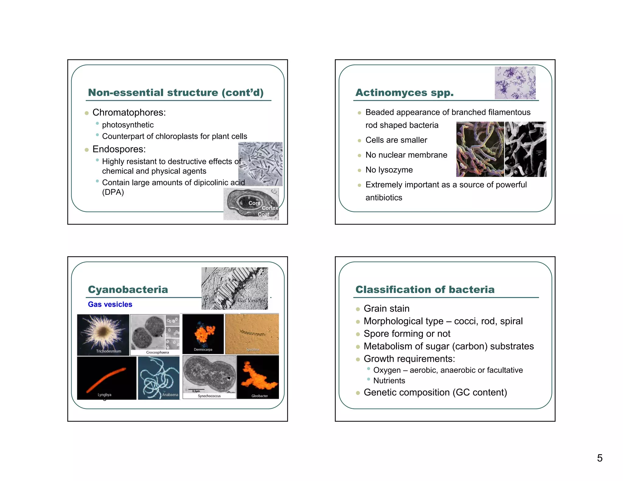 Non-essential structure (cont’d)                                Actinomyces spp.
 Chromatophores:                                                 Beaded appearance of branched filamentous
 • photosynthetic                                                rod shaped bacteria
 • Counterpart of chloroplasts for plant cells                   Cells are smaller
 Endospores:
                                                                 No nuclear membrane
 • Highly resistant to destructive effects of
     chemical and physical agents                                No lysozyme
 •   Contain large amounts of dipicolinic acid                   Extremely important as a source of powerful
     (DPA)
                                                                 antibiotics




Cyanobacteria                                                   Classification of bacteria
Gas vesicles
                                                                 Grain stain
 Gas vesicles are aggregates of hollow cylindrical structures
                                                                 Morphological type – cocci, rod, spiral
 composed of rigid proteins. They are impermeable to water,
 but permeable to gas. The amount of gas in the vacuole is       Spore forming or not
 under the control of the microorganism.                         Metabolism of sugar (carbon) substrates
 Gas vesicles are found in Cyanobacteria, which are              Growth requirements:
 photosynthetic and live in aquatic systems. In these lakes       • Oxygen – aerobic, anaerobic or facultative
 and oceans, the Cyanonbacteria want to control their             • Nutrients
 position in the water column to obtain the optimum amount
 of light and nutrients.
                                                                 Genetic composition (GC content)




                                                                                                                 5
 