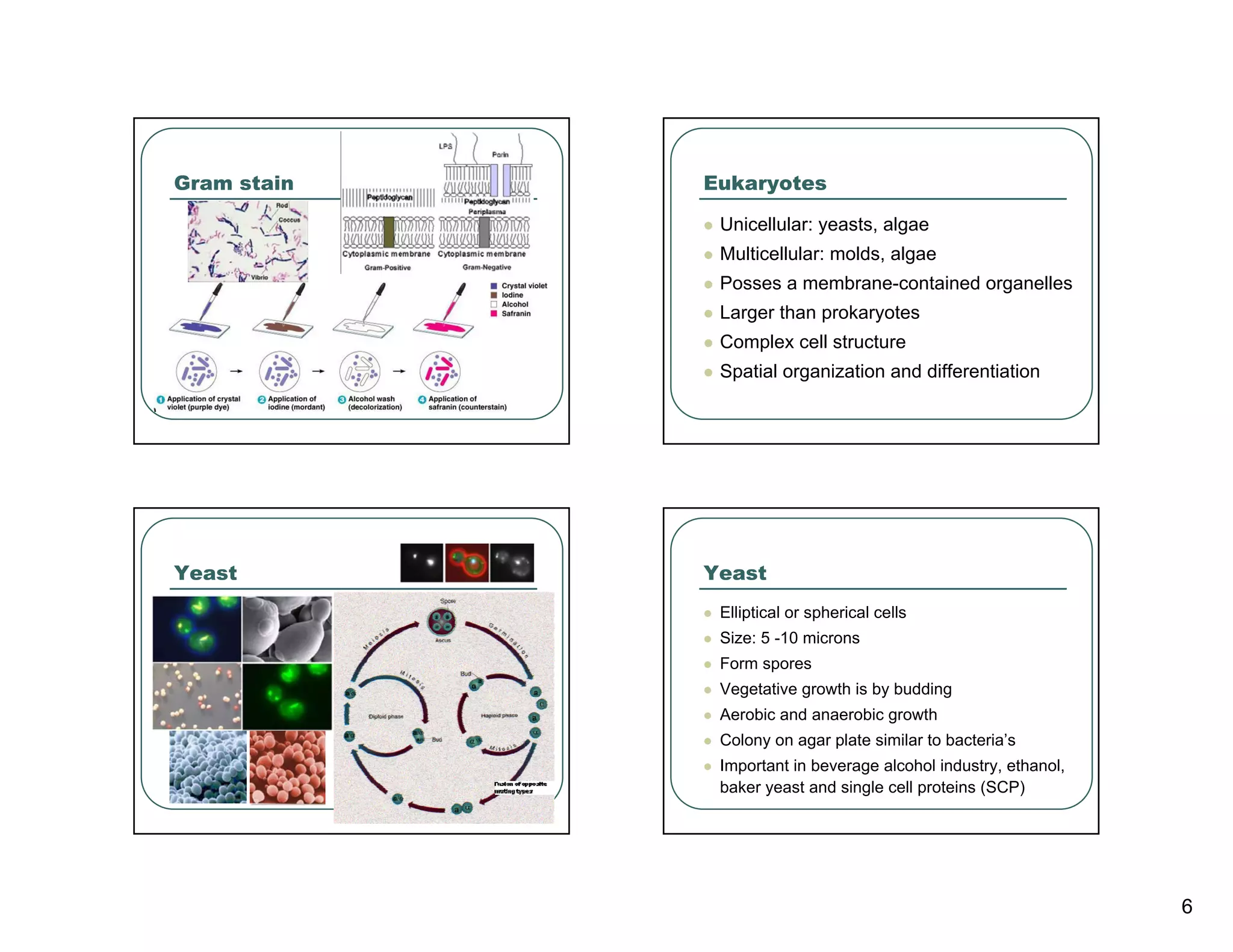 Gram stain   Eukaryotes

              Unicellular: yeasts, algae
              Multicellular: molds, algae
              Posses a membrane-contained organelles
              Larger than prokaryotes
              Complex cell structure
              Spatial organization and differentiation




Yeast        Yeast
              Elliptical or spherical cells
              Size: 5 -10 microns
              Form spores
              Vegetative growth is by budding
              Aerobic and anaerobic growth
              Colony on agar plate similar to bacteria’s
              Important in beverage alcohol industry, ethanol,
              baker yeast and single cell proteins (SCP)




                                                                 6
 