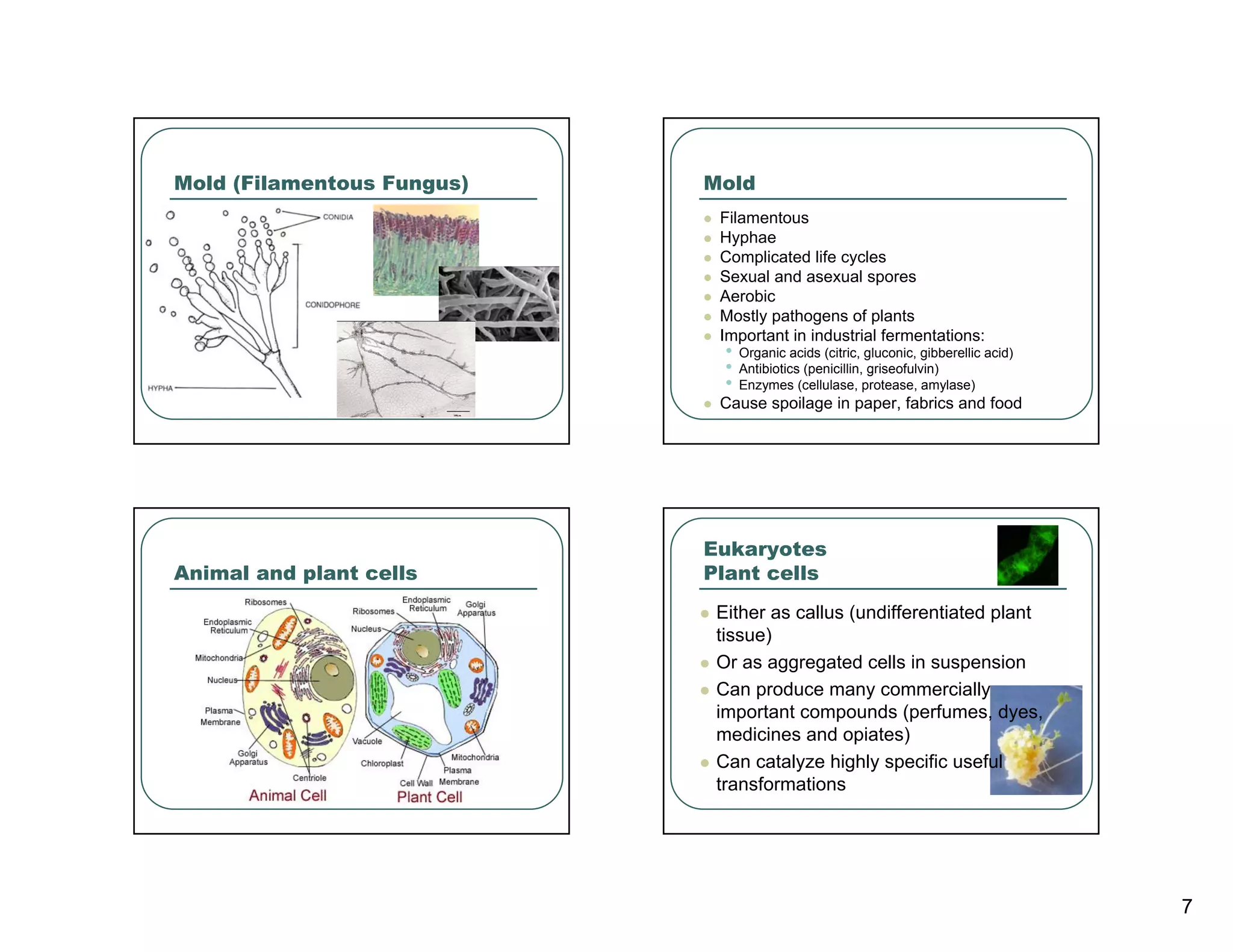 Mold (Filamentous Fungus)   Mold
                             Filamentous
                             Hyphae
                             Complicated life cycles
                             Sexual and asexual spores
                             Aerobic
                             Mostly pathogens of plants
                             Important in industrial fermentations:
                              •   Organic acids (citric, gluconic, gibberellic acid)
                              •   Antibiotics (penicillin, griseofulvin)
                              •   Enzymes (cellulase, protease, amylase)
                             Cause spoilage in paper, fabrics and food




                            Eukaryotes
Animal and plant cells      Plant cells
                             Either as callus (undifferentiated plant
                             tissue)
                             Or as aggregated cells in suspension
                             Can produce many commercially
                             important compounds (perfumes, dyes,
                             medicines and opiates)
                             Can catalyze highly specific useful
                             transformations




                                                                                       7
 