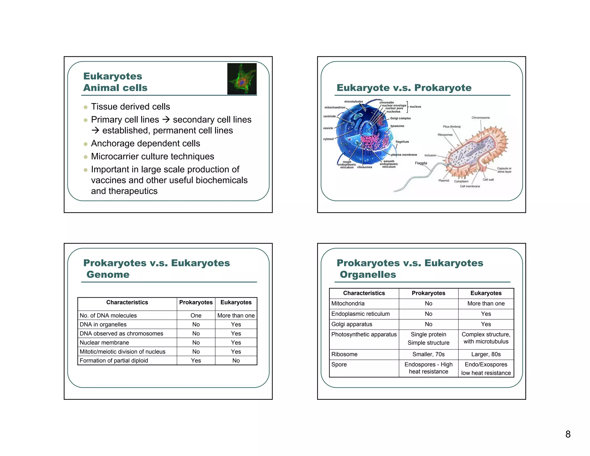 Eukaryotes
 Animal cells                                                        Eukaryote v.s. Prokaryote
    Tissue derived cells
    Primary cell lines    secondary cell lines
       established, permanent cell lines
    Anchorage dependent cells
    Microcarrier culture techniques
                                                                                                  Flagella

    Important in large scale production of
    vaccines and other useful biochemicals
    and therapeutics




 Prokaryotes v.s. Eukaryotes                                         Prokaryotes v.s. Eukaryotes
 Genome                                                              Organelles
                                                                        Characteristics          Prokaryotes          Eukaryotes
          Characteristics             Prokaryotes    Eukaryotes     Mitochondria                        No           More than one

No. of DNA molecules                     One        More than one   Endoplasmic reticulum               No                Yes
DNA in organelles                         No            Yes         Golgi apparatus                     No                Yes
DNA observed as chromosomes               No            Yes         Photosynthetic apparatus     Single protein    Complex structure,
Nuclear membrane                          No            Yes                                     Simple structure   with microtubulus
Mitotic/meiotic division of nucleus       No            Yes         Ribosome                     Smaller, 70s         Larger, 80s
Formation of partial diploid             Yes             No
                                                                    Spore                      Endospores - High     Endo/Exospores
                                                                                                heat resistance    low heat resistance




                                                                                                                                         8
 