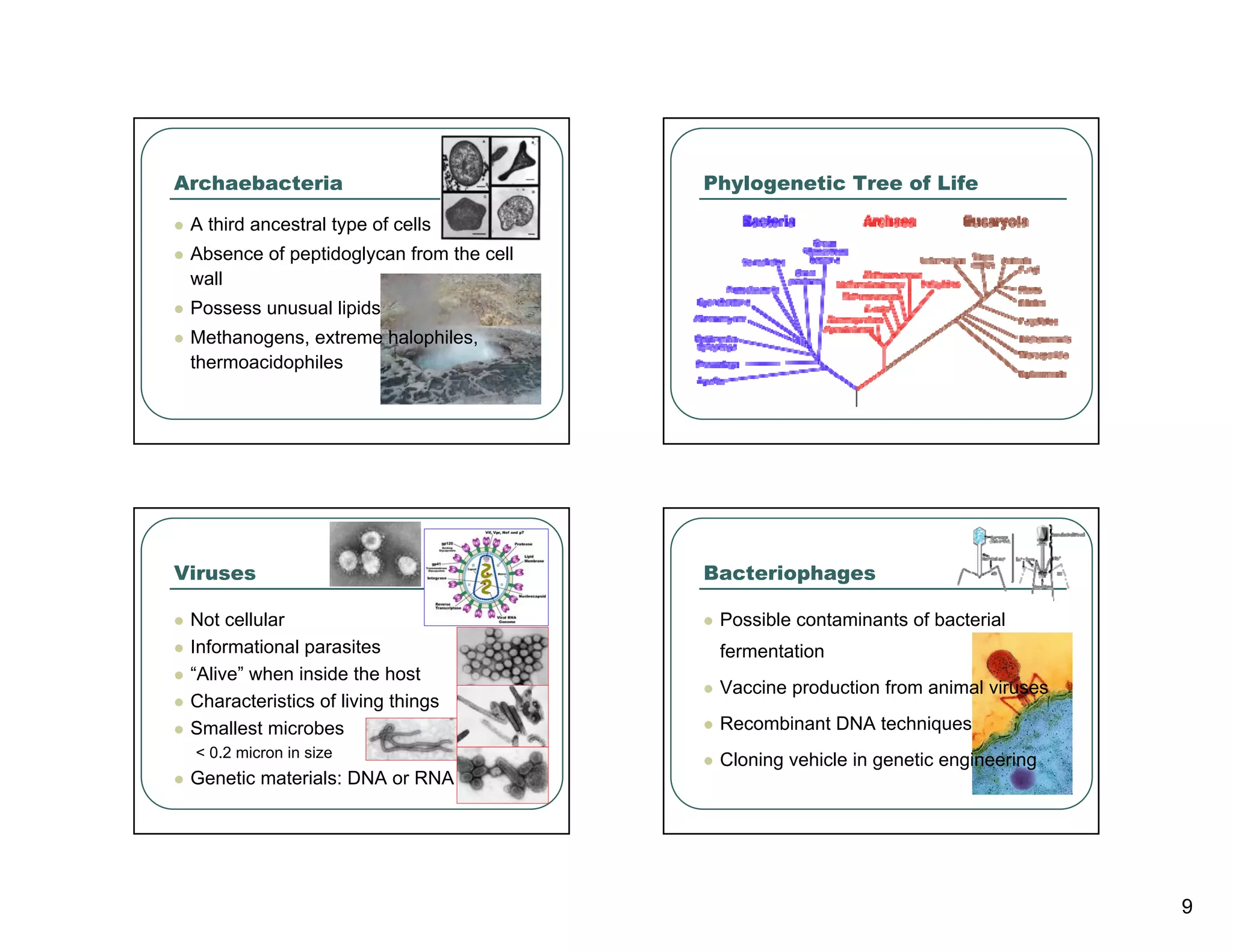 Archaebacteria                            Phylogenetic Tree of Life

 A third ancestral type of cells
 Absence of peptidoglycan from the cell
 wall
 Possess unusual lipids
 Methanogens, extreme halophiles,
 thermoacidophiles




Viruses                                   Bacteriophages

 Not cellular                              Possible contaminants of bacterial
 Informational parasites                   fermentation
 “Alive” when inside the host
                                           Vaccine production from animal viruses
 Characteristics of living things
 Smallest microbes                         Recombinant DNA techniques
 < 0.2 micron in size
                                           Cloning vehicle in genetic engineering
 Genetic materials: DNA or RNA




                                                                                    9
 