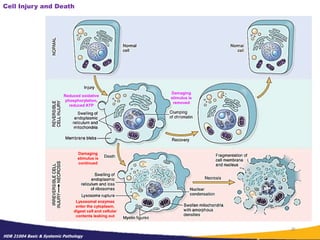 Pathologicalizing Lecture 1 - General Path.ppt