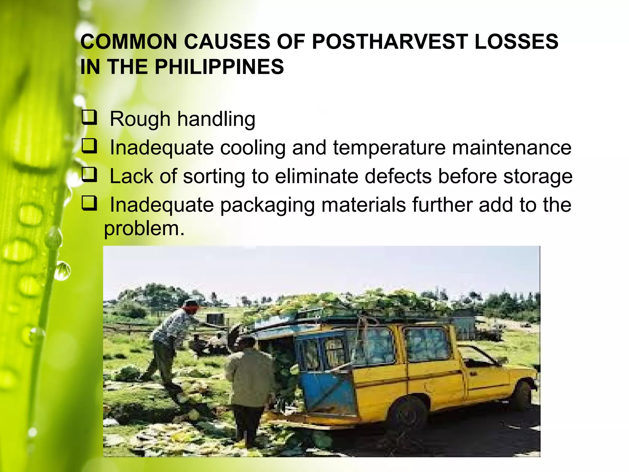  Rough handling
 Inadequate cooling and temperature maintenance
 Lack of sorting to eliminate defects before storage
 Inadequate packaging materials further add to the
problem.
COMMON CAUSES OF POSTHARVEST LOSSES
IN THE PHILIPPINES
 