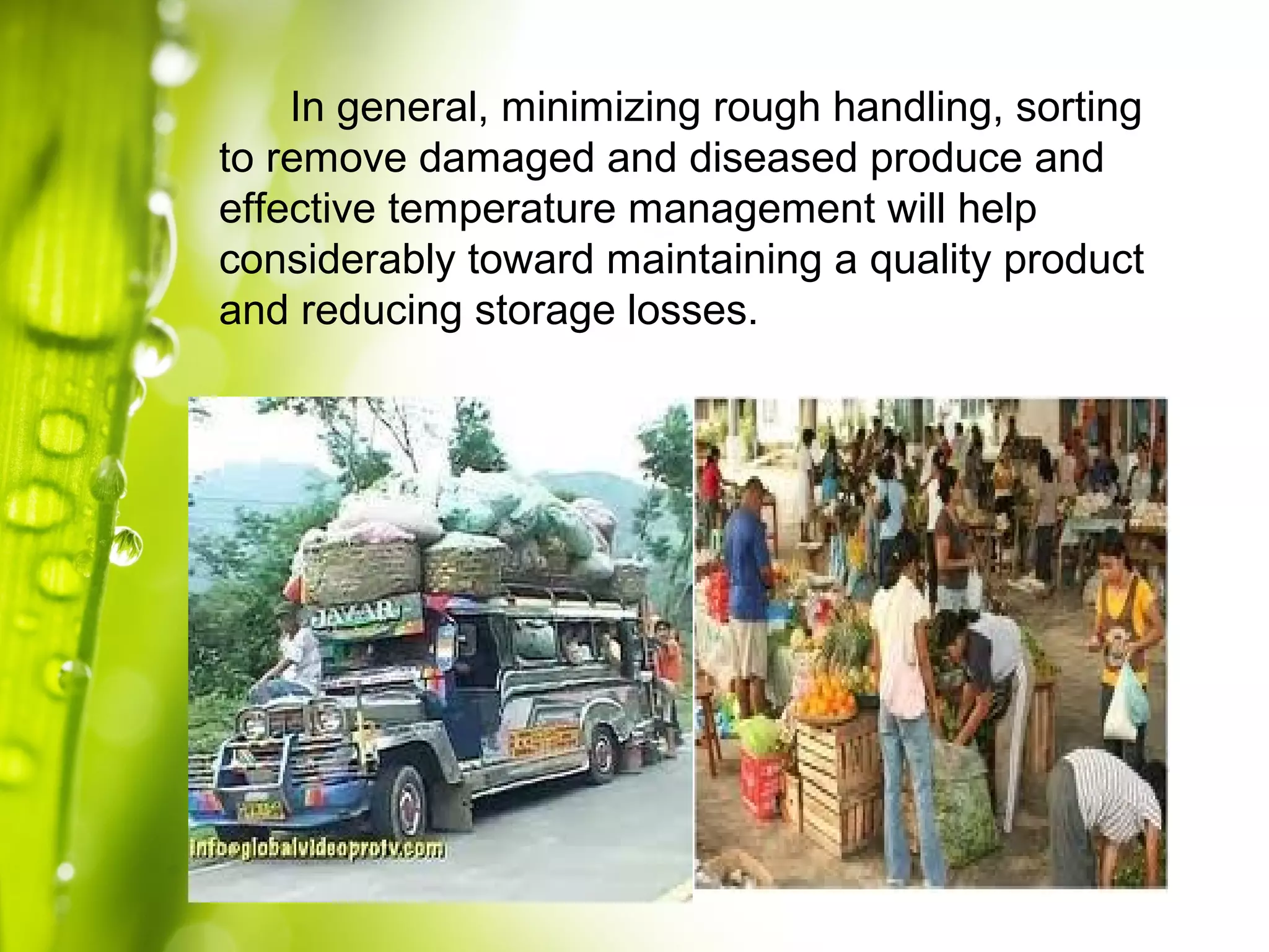 In general, minimizing rough handling, sorting
to remove damaged and diseased produce and
effective temperature management will help
considerably toward maintaining a quality product
and reducing storage losses.
 