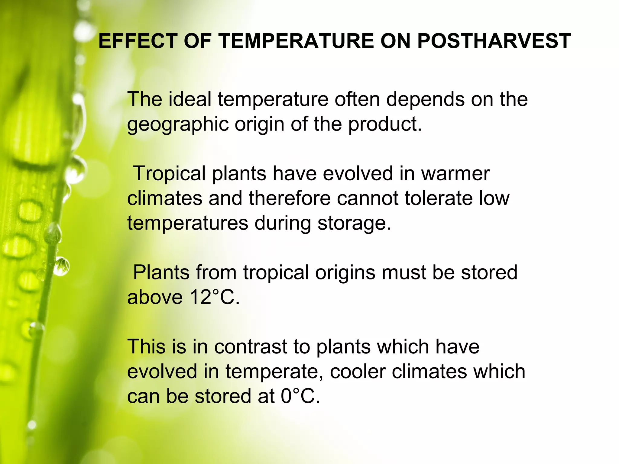 The ideal temperature often depends on the
geographic origin of the product.
Tropical plants have evolved in warmer
climates and therefore cannot tolerate low
temperatures during storage.
Plants from tropical origins must be stored
above 12°C.
This is in contrast to plants which have
evolved in temperate, cooler climates which
can be stored at 0°C.
EFFECT OF TEMPERATURE ON POSTHARVEST
 