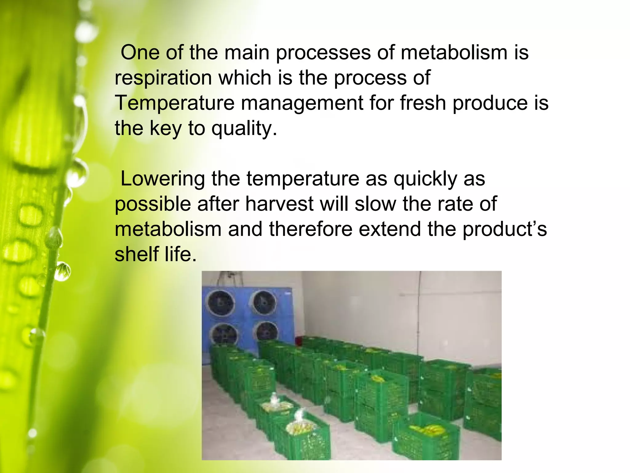 One of the main processes of metabolism is
respiration which is the process of
Temperature management for fresh produce is
the key to quality.
Lowering the temperature as quickly as
possible after harvest will slow the rate of
metabolism and therefore extend the product’s
shelf life.
 