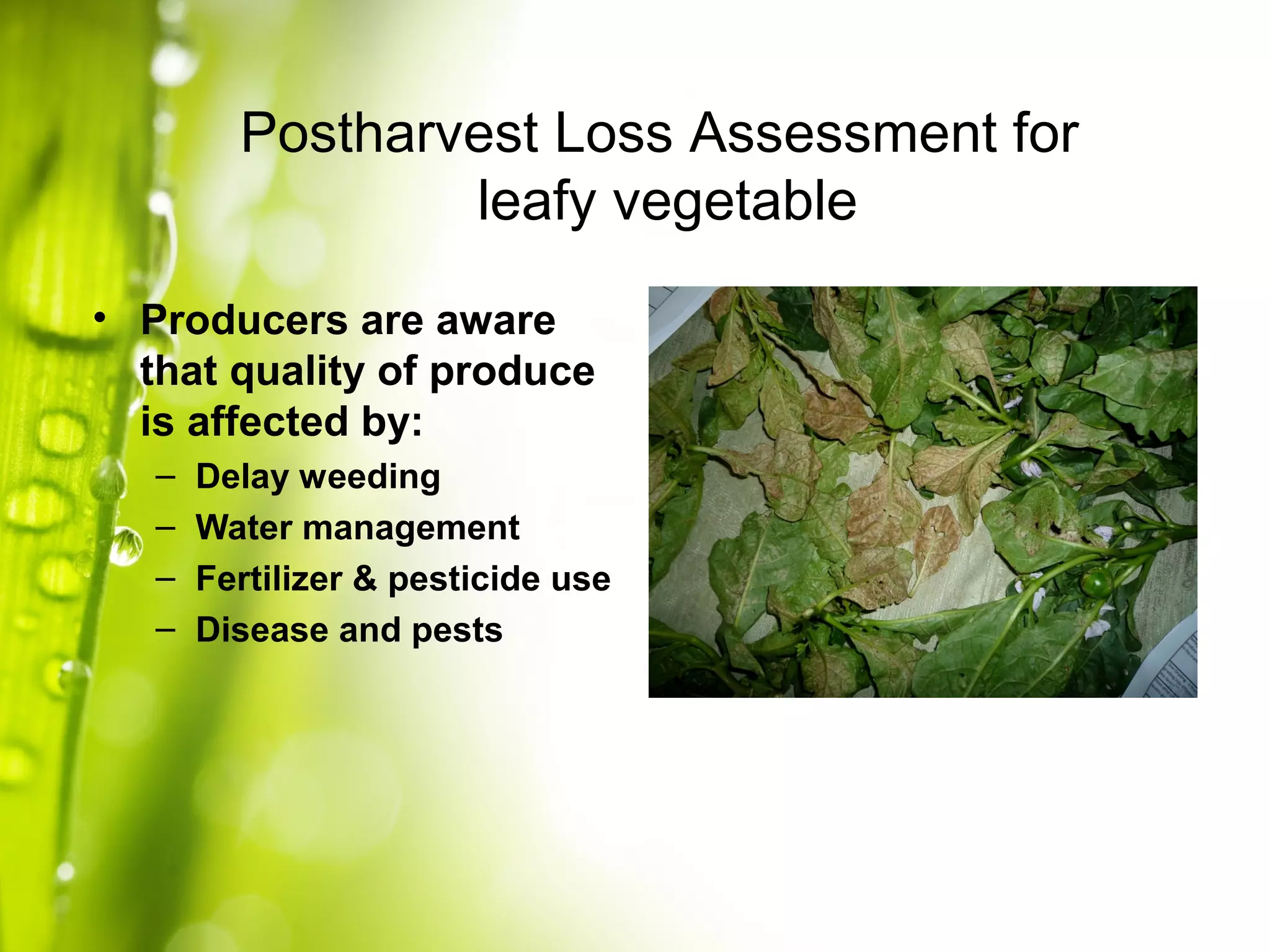 Postharvest Loss Assessment for
leafy vegetable
• Producers are aware
that quality of produce
is affected by:
– Delay weeding
– Water management
– Fertilizer & pesticide use
– Disease and pests
 