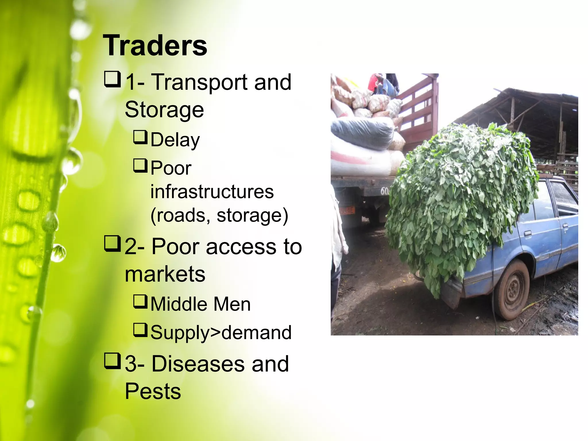 Traders
1- Transport and
Storage
Delay
Poor
infrastructures
(roads, storage)
2- Poor access to
markets
Middle Men
Supply>demand
3- Diseases and
Pests
 