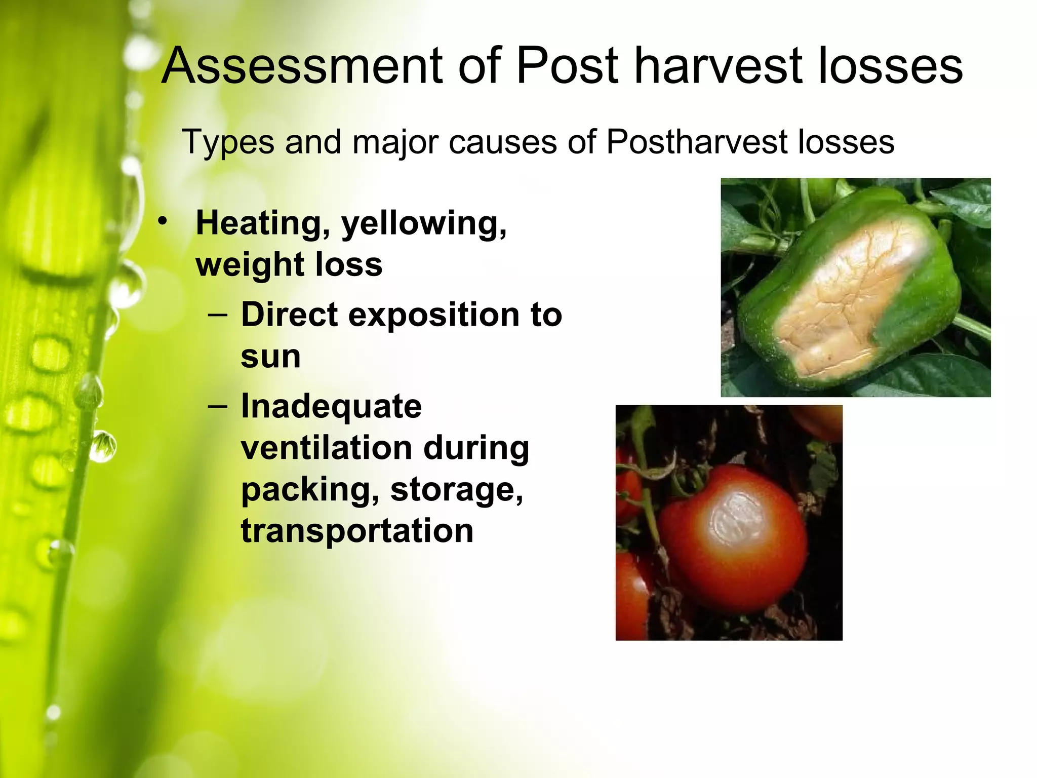 Assessment of Post harvest losses
• Heating, yellowing,
weight loss
– Direct exposition to
sun
– Inadequate
ventilation during
packing, storage,
transportation
Types and major causes of Postharvest losses
 