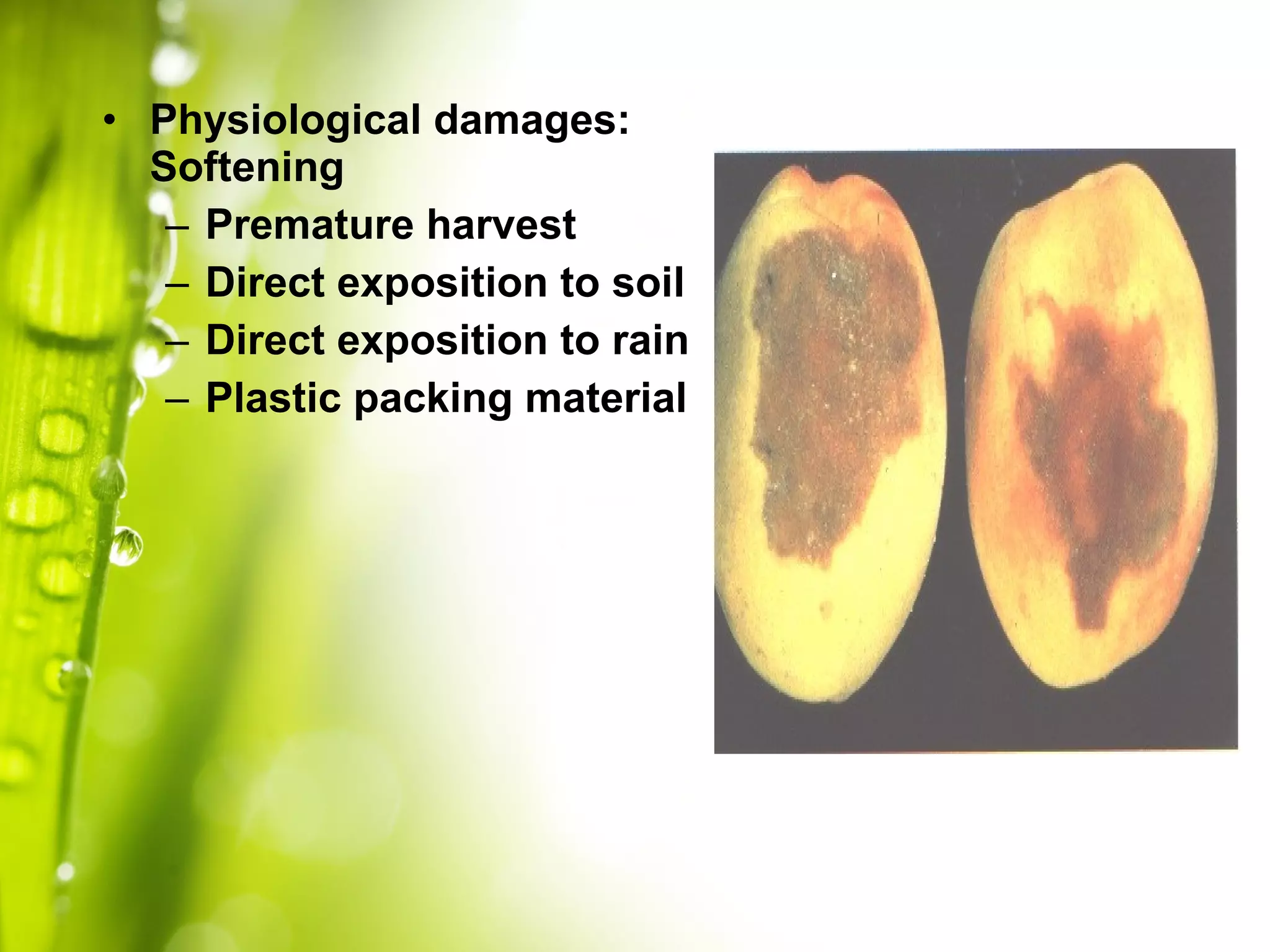 • Physiological damages:
Softening
– Premature harvest
– Direct exposition to soil
– Direct exposition to rain
– Plastic packing material
 