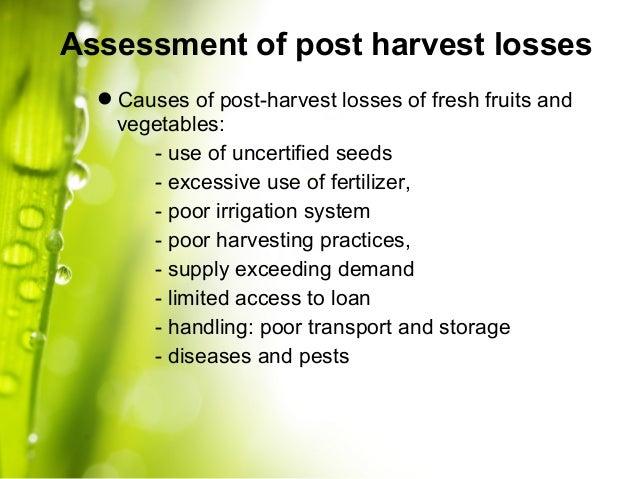 post harvest management of fruits Post-harvest disease control in mango is currently achieved through a combination of pre- and post-harvest fungicide application, orchard hygiene and post-harvest temperature management inoculum of post-harvest diseases occurs on leaves, stems and flowers, so field control is important to reduce post-harvest losses. post harvest management of fruits Post-harvest disease control in mango is currently achieved through a combination of pre- and post-harvest fungicide application, orchard hygiene and post-harvest temperature management inoculum of post-harvest diseases occurs on leaves, stems and flowers, so field control is important to reduce post-harvest losses.