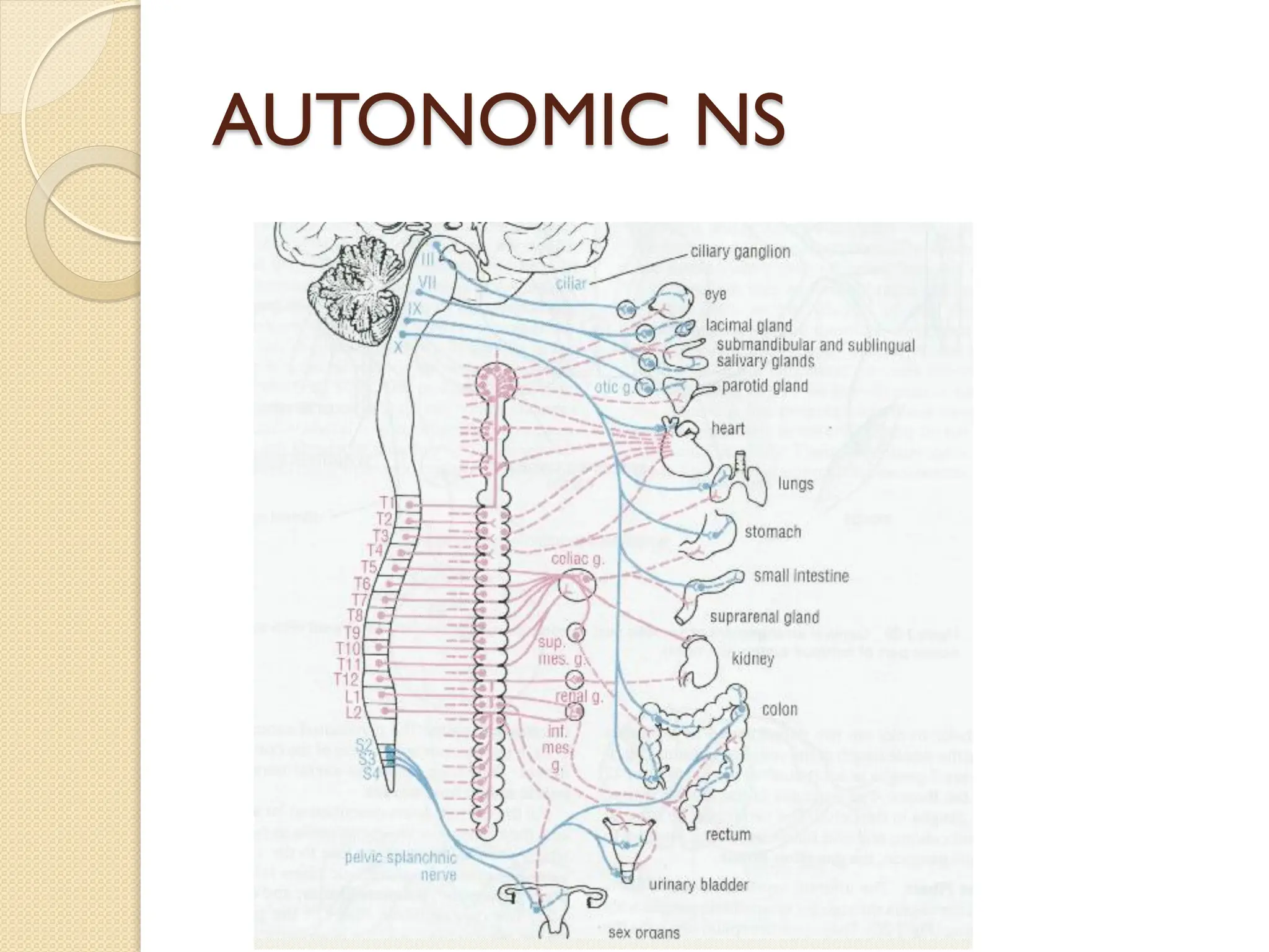 AUTONOMIC NS
 