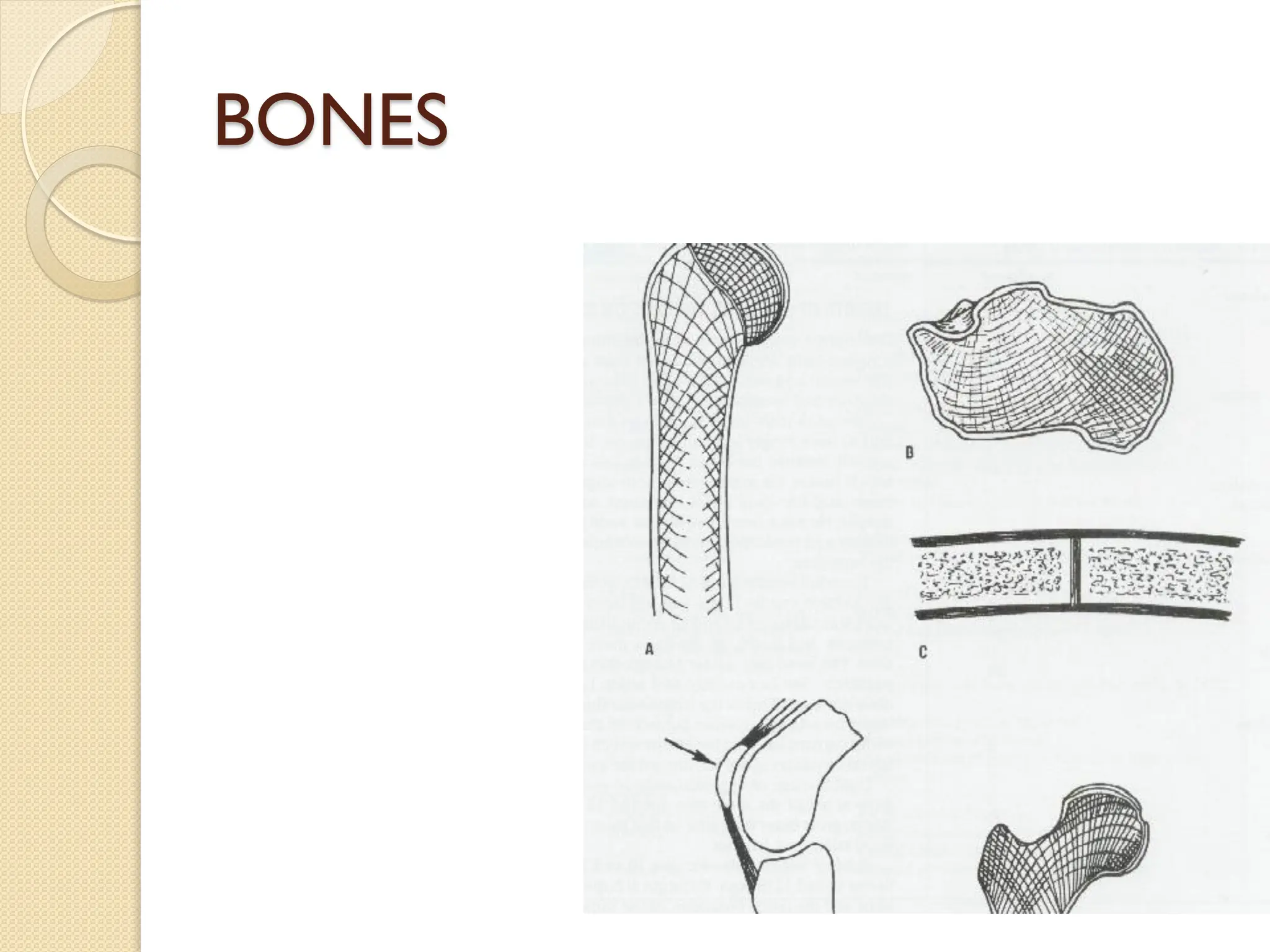 BONES

CLASIFICATION
 