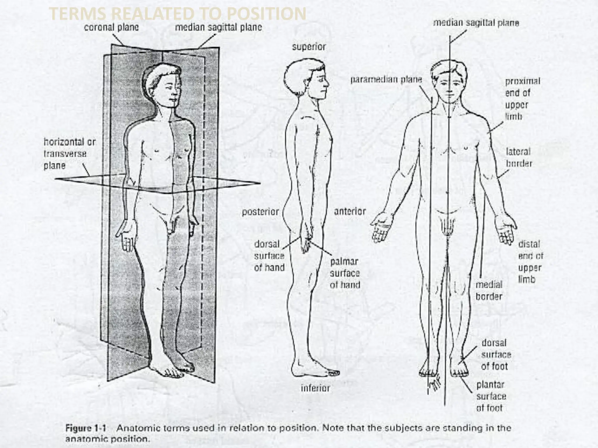 TERMS REALATED TO POSITION
 