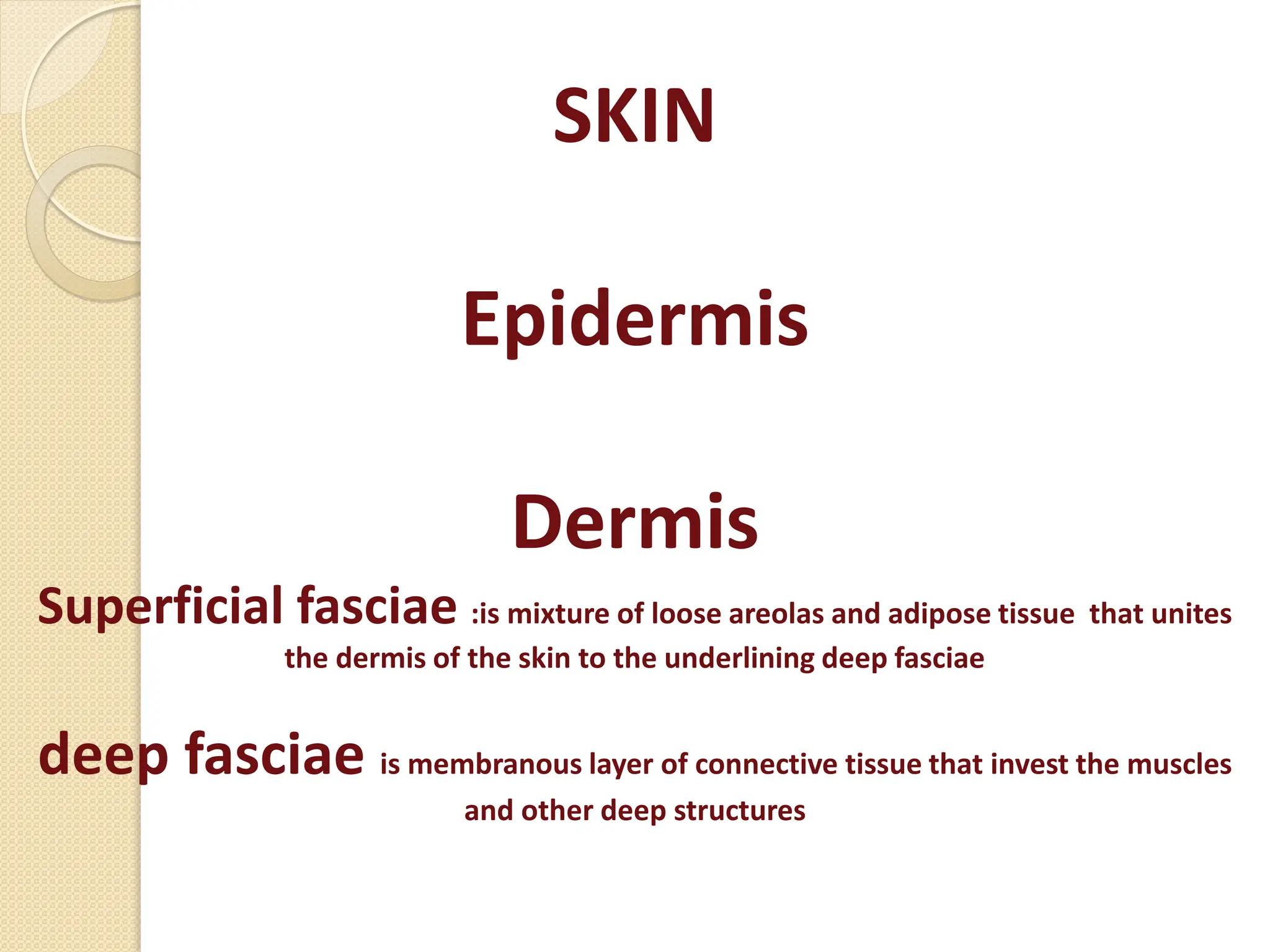 SKIN
Epidermis
Dermis
Superficial fasciae :is mixture of loose areolas and adipose tissue that unites
the dermis of the skin to the underlining deep fasciae
deep fasciae is membranous layer of connective tissue that invest the muscles
and other deep structures
 
