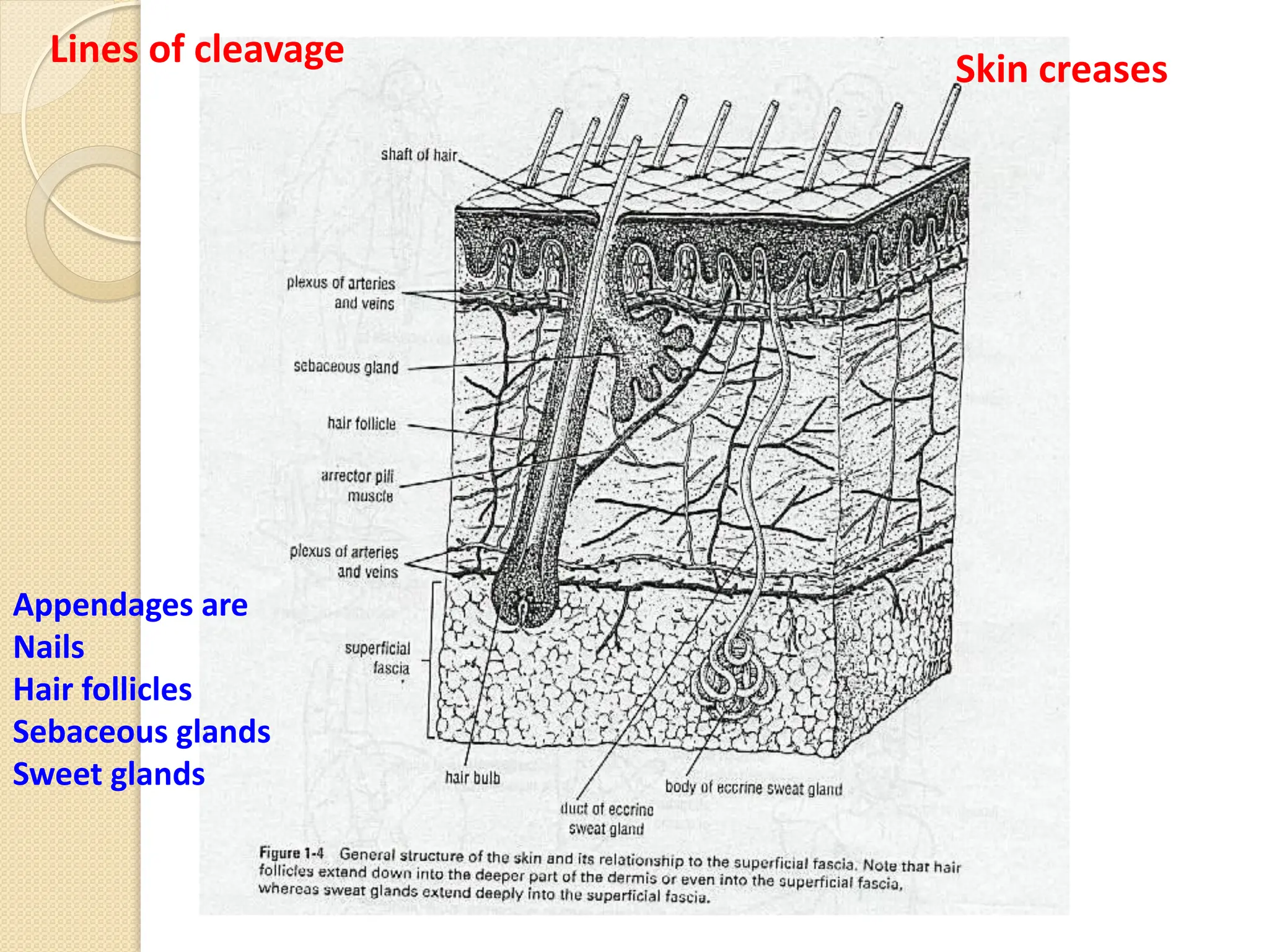 Lines of cleavage Skin creases
Appendages are
Nails
Hair follicles
Sebaceous glands
Sweet glands
 