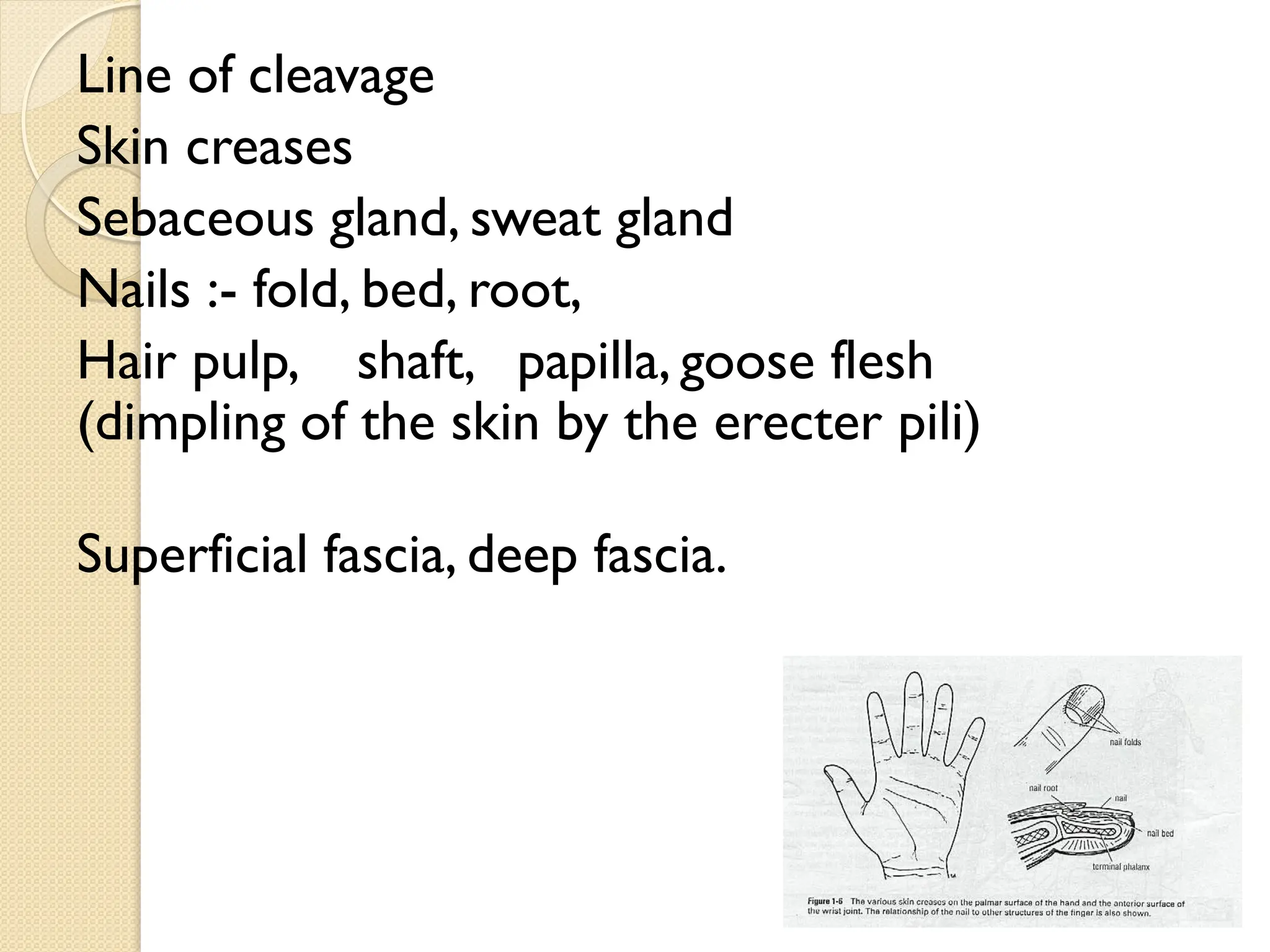 Line of cleavage
Skin creases
Sebaceous gland, sweat gland
Nails :- fold, bed, root,
Hair pulp, shaft, papilla, goose flesh
(dimpling of the skin by the erecter pili)
Superficial fascia, deep fascia.
 