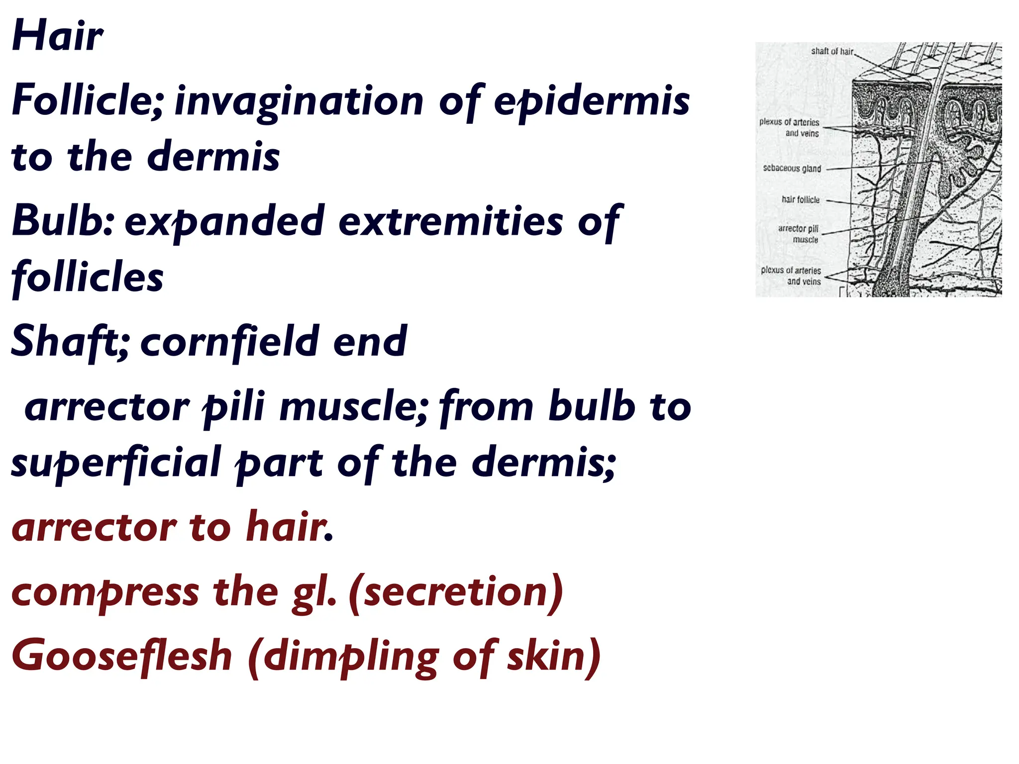 Hair
Follicle; invagination of epidermis
to the dermis
Bulb: expanded extremities of
follicles
Shaft; cornfield end
arrector pili muscle; from bulb to
superficial part of the dermis;
arrector to hair.
compress the gl. (secretion)
Gooseflesh (dimpling of skin)
 