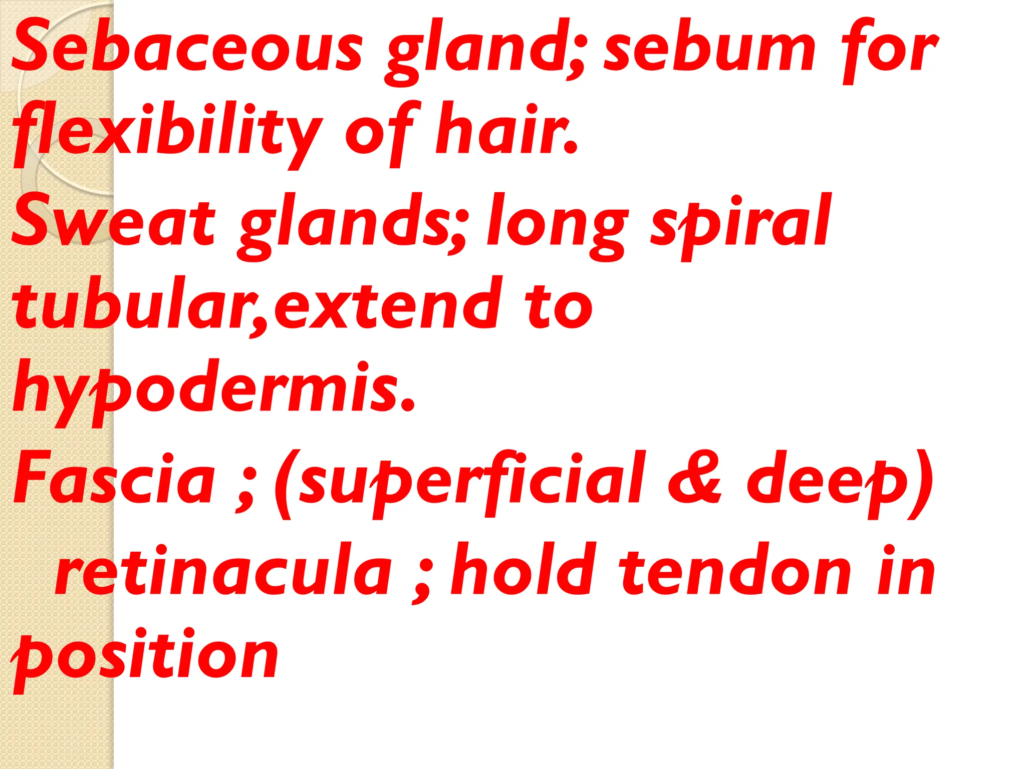 Sebaceous gland; sebum for
flexibility of hair.
Sweat glands; long spiral
tubular,extend to
hypodermis.
Fascia ; (superficial & deep)
retinacula ; hold tendon in
position
 