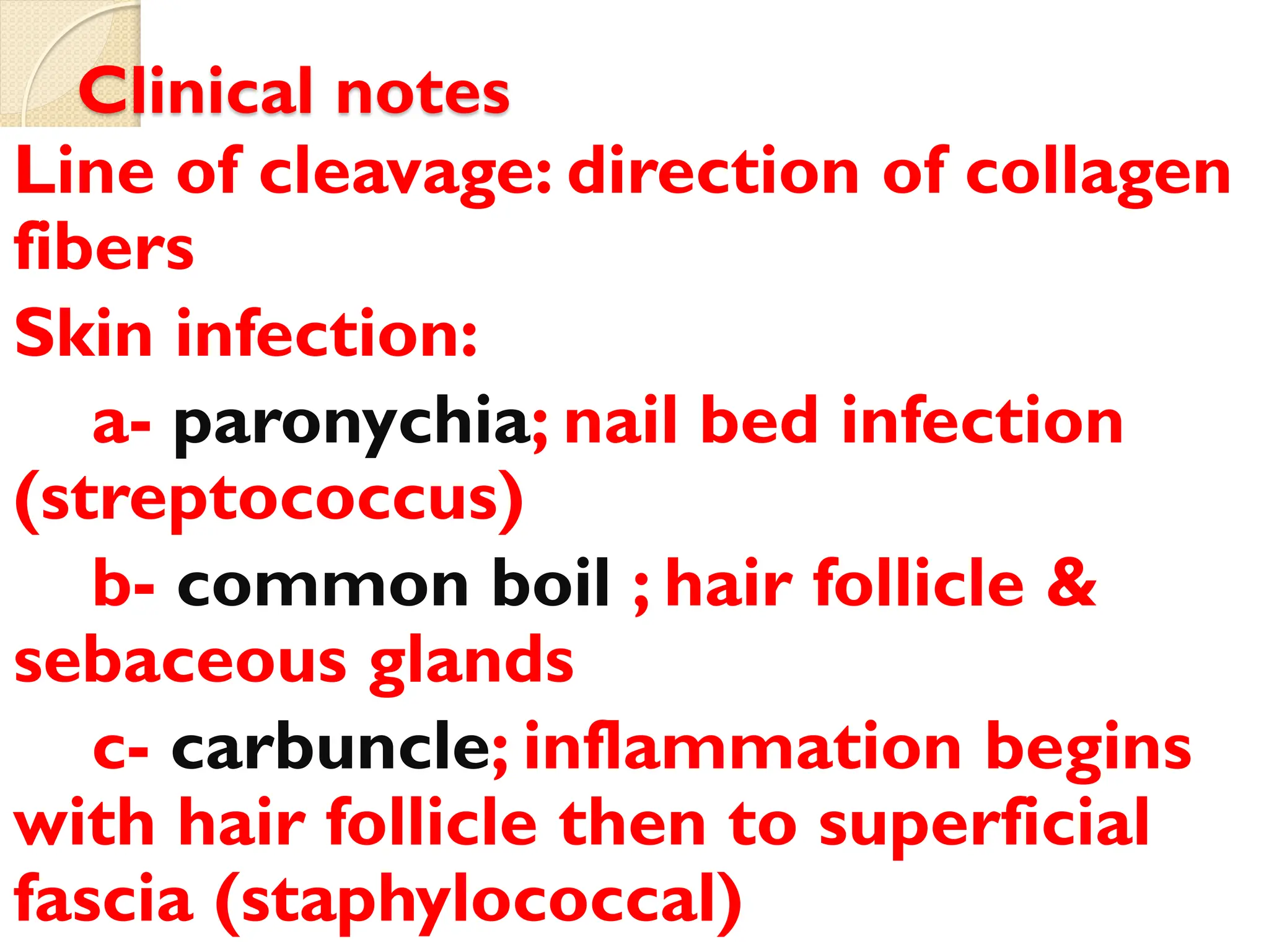 Clinical notes
Line of cleavage: direction of collagen
fibers
Skin infection:
a- paronychia; nail bed infection
(streptococcus)
b- common boil ; hair follicle &
sebaceous glands
c- carbuncle; inflammation begins
with hair follicle then to superficial
fascia (staphylococcal)
 