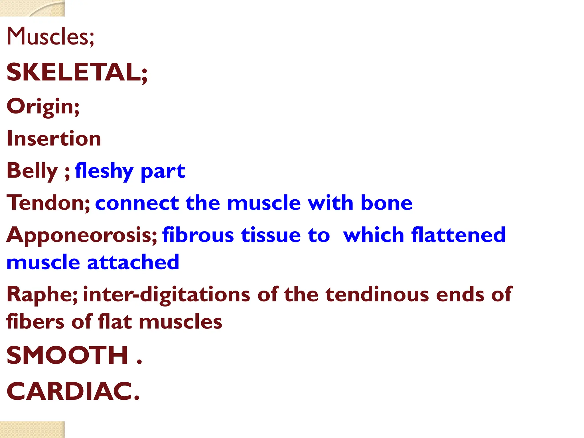 Muscles;
SKELETAL;
Origin;
Insertion
Belly ; fleshy part
Tendon; connect the muscle with bone
Apponeorosis; fibrous tissue to which flattened
muscle attached
Raphe; inter-digitations of the tendinous ends of
fibers of flat muscles
SMOOTH .
CARDIAC.
 