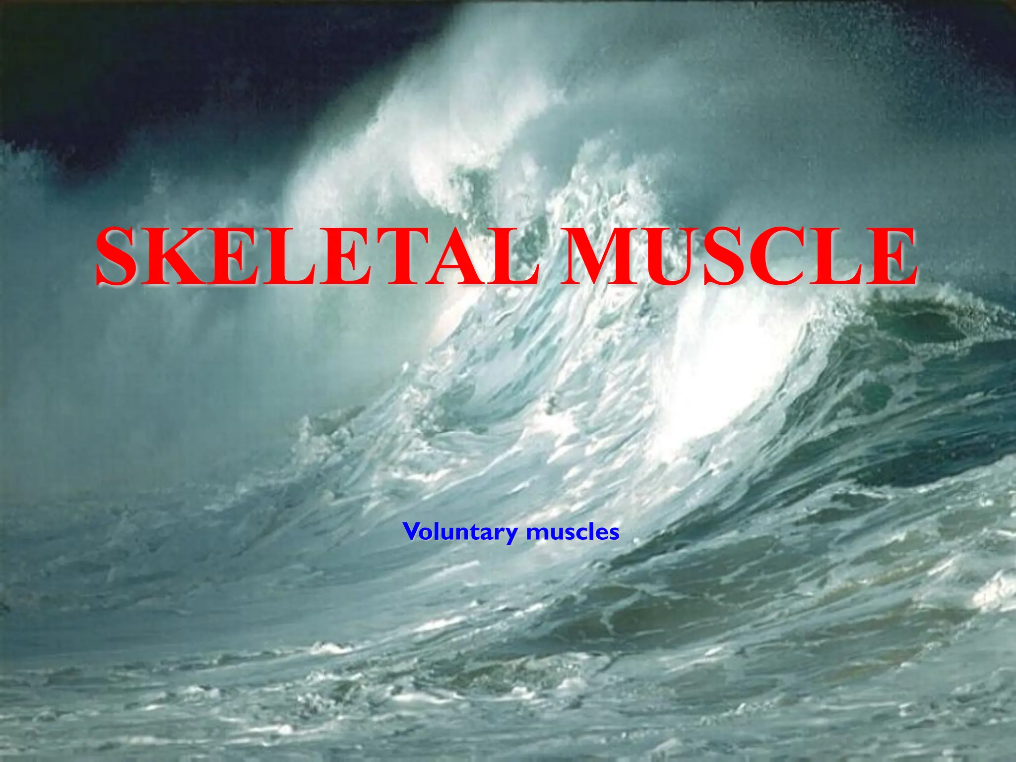 SKELETAL MUSCLE
Voluntary muscles
 