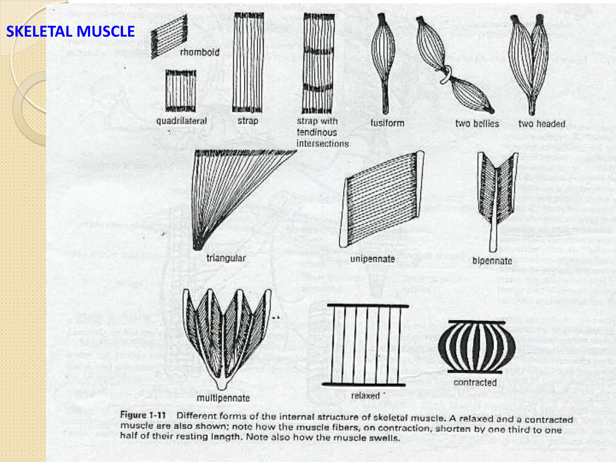 SKELETAL MUSCLE
 