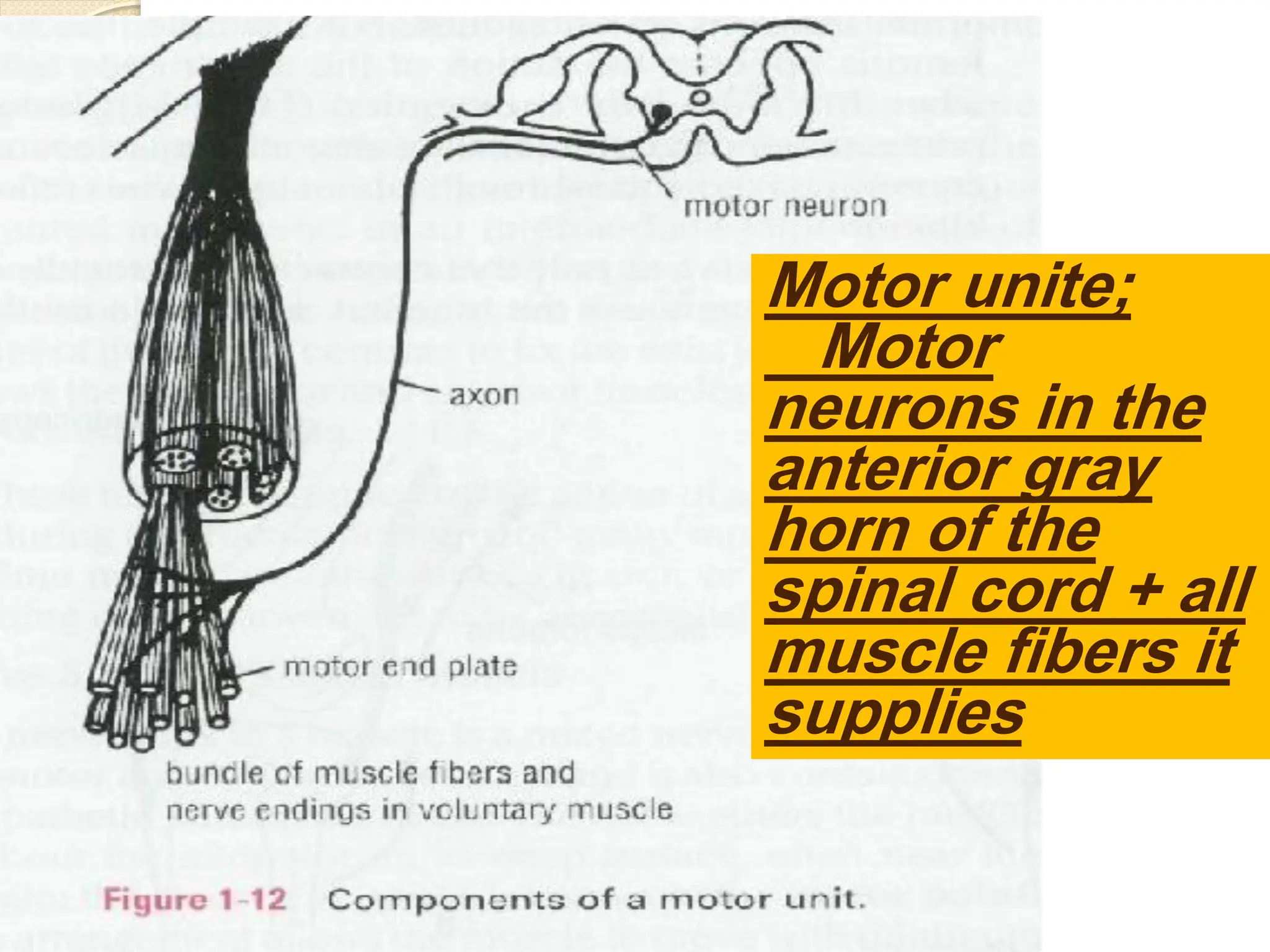 Motor unite;
Motor
neurons in the
anterior gray
horn of the
spinal cord + all
muscle fibers it
supplies
 