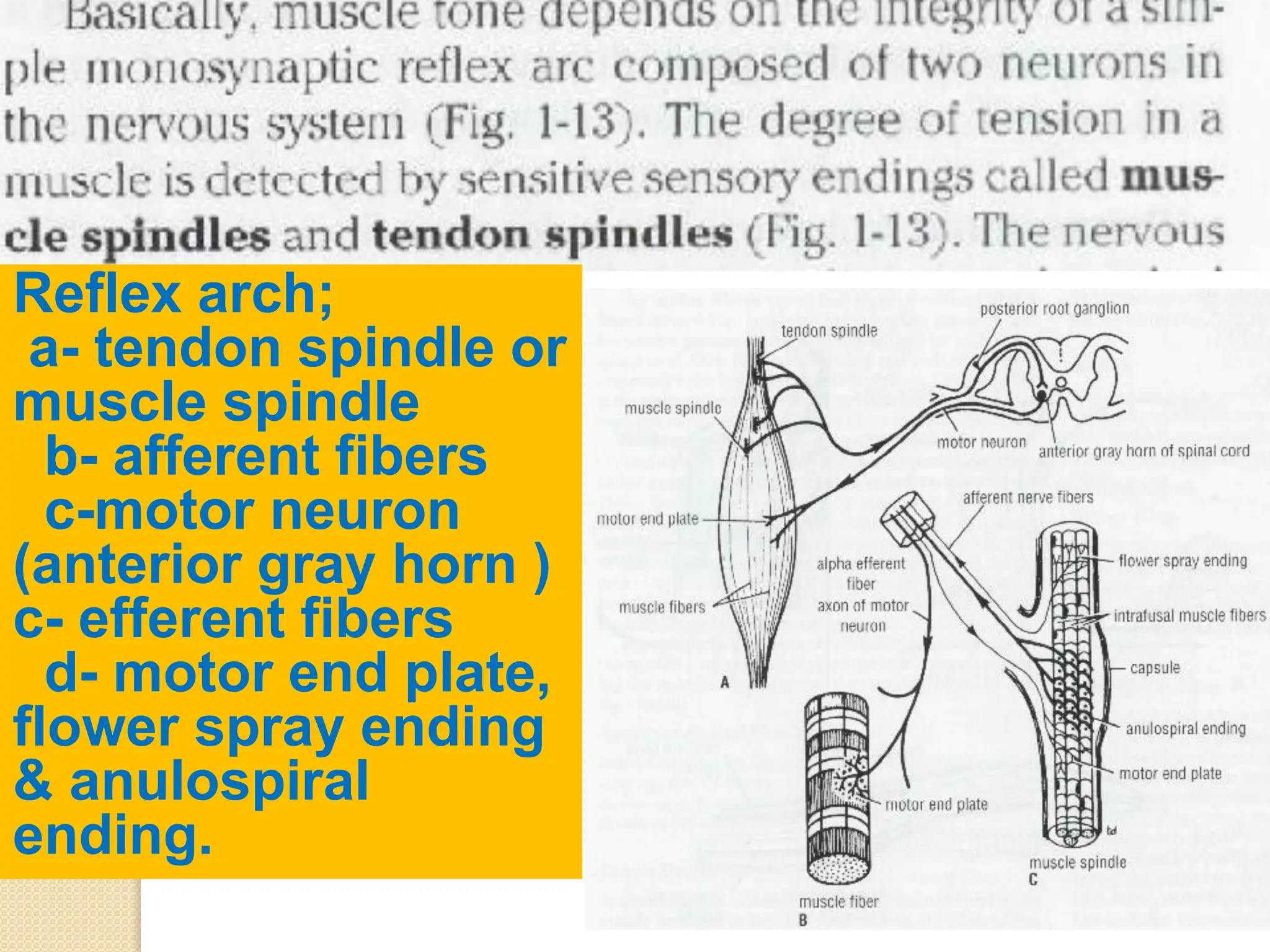 Reflex arch;
a- tendon spindle or
muscle spindle
b- afferent fibers
c-motor neuron
(anterior gray horn )
c- efferent fibers
d- motor end plate,
flower spray ending
& anulospiral
ending.
 