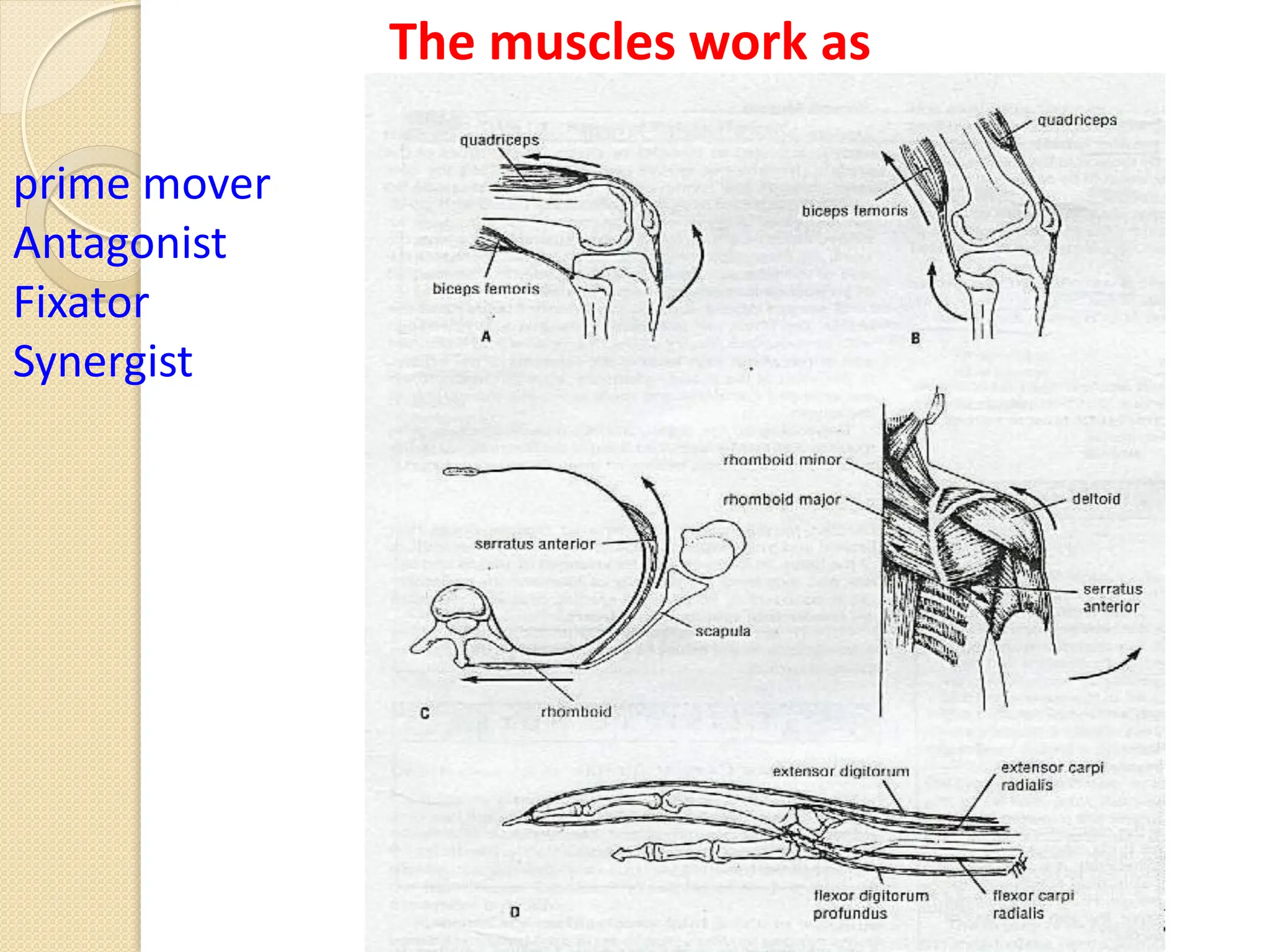 The muscles work as
prime mover
Antagonist
Fixator
Synergist
 
