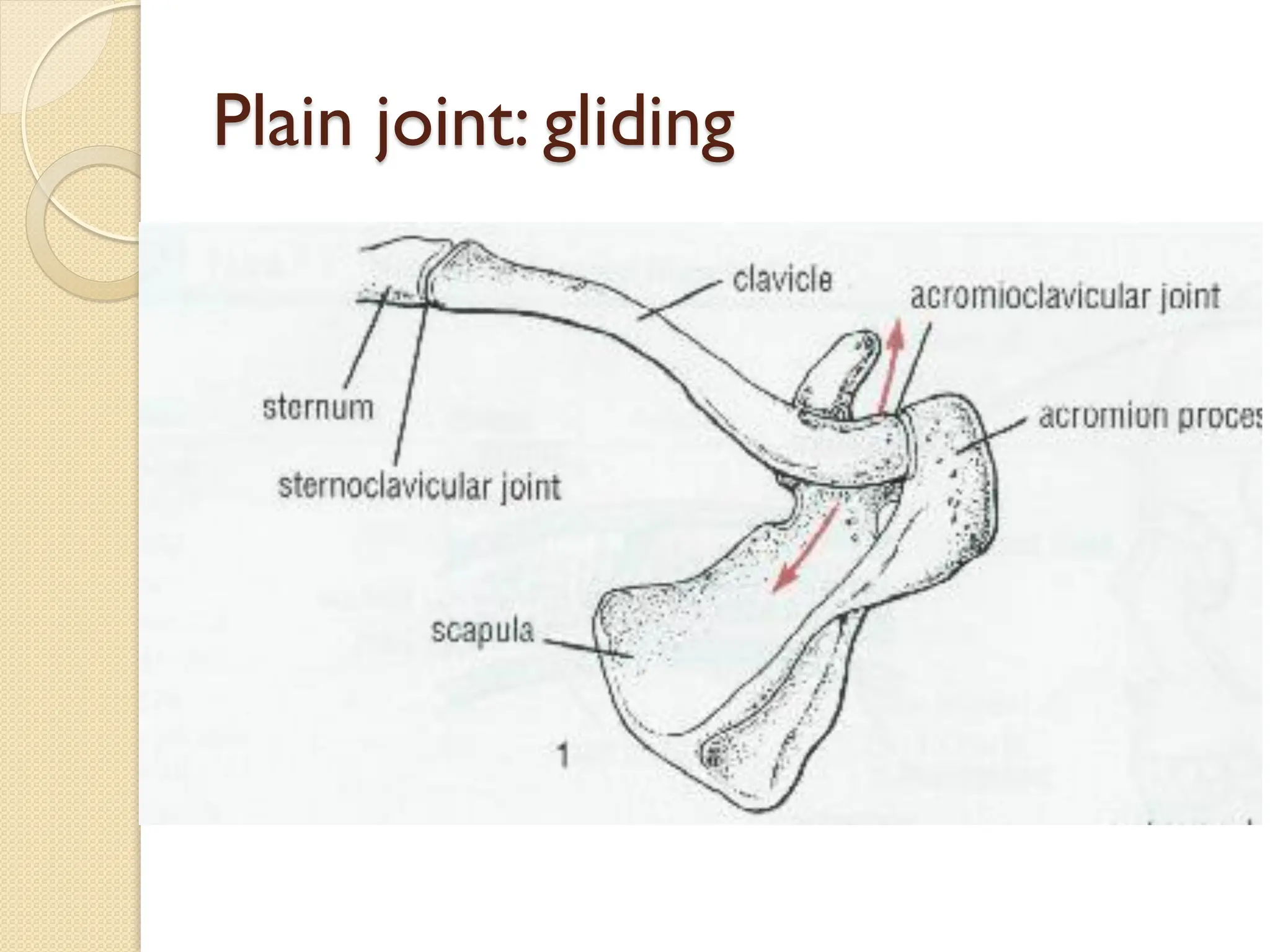 Plain joint: gliding
 