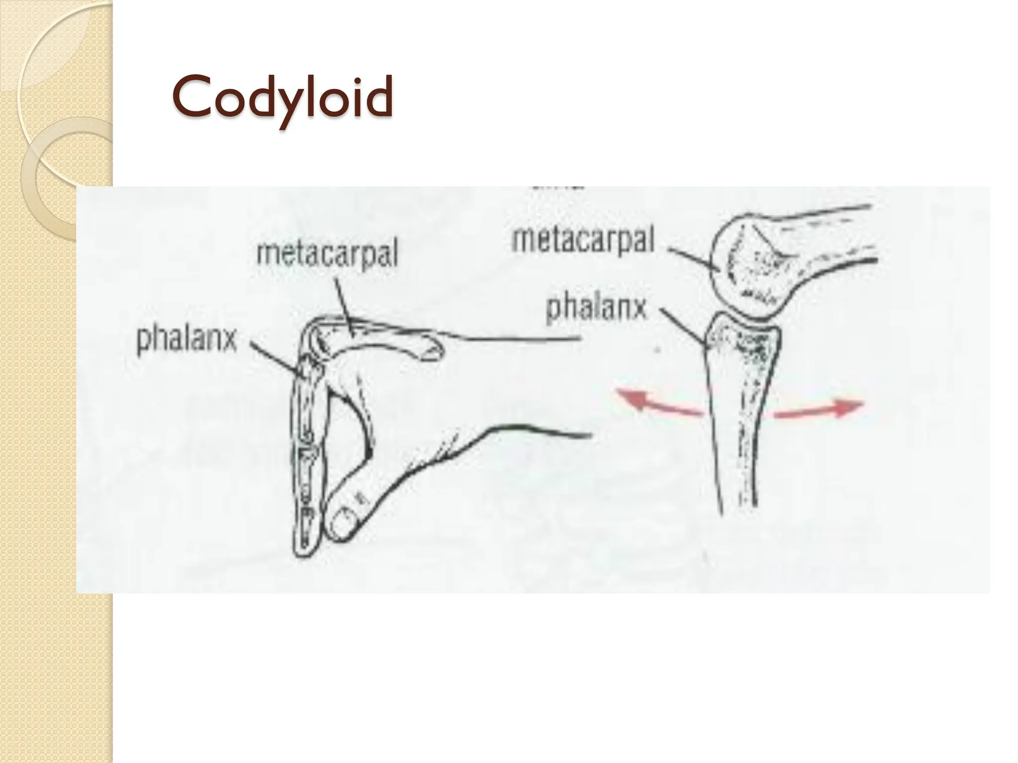 Codyloid
 