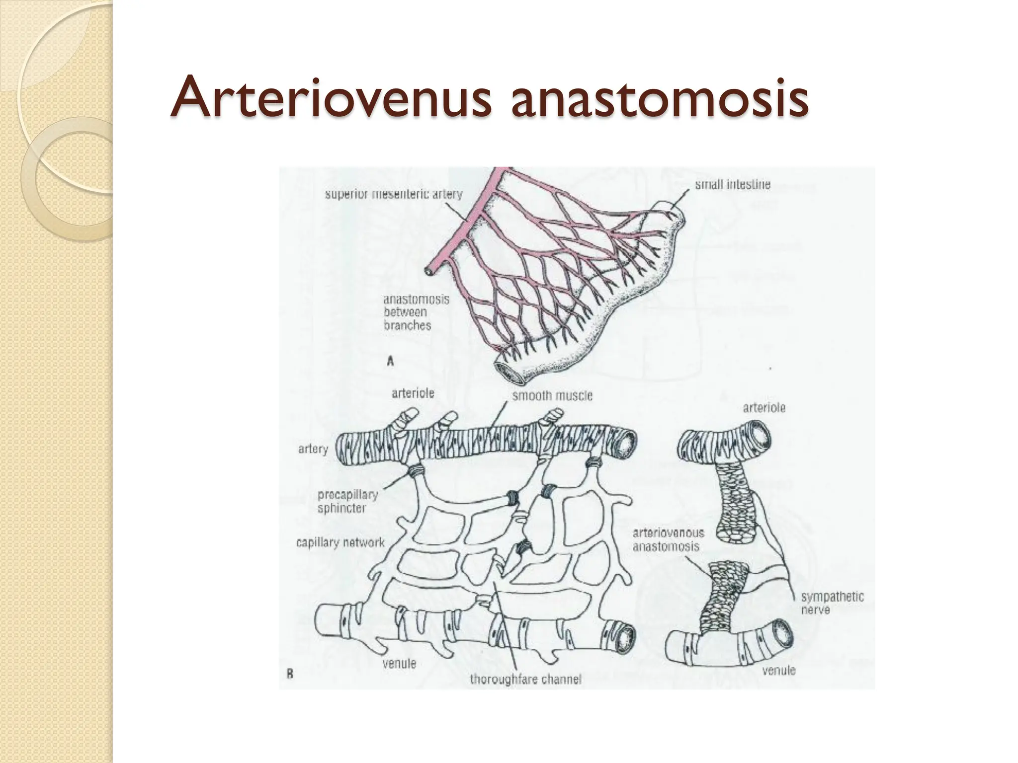Arteriovenus anastomosis
 