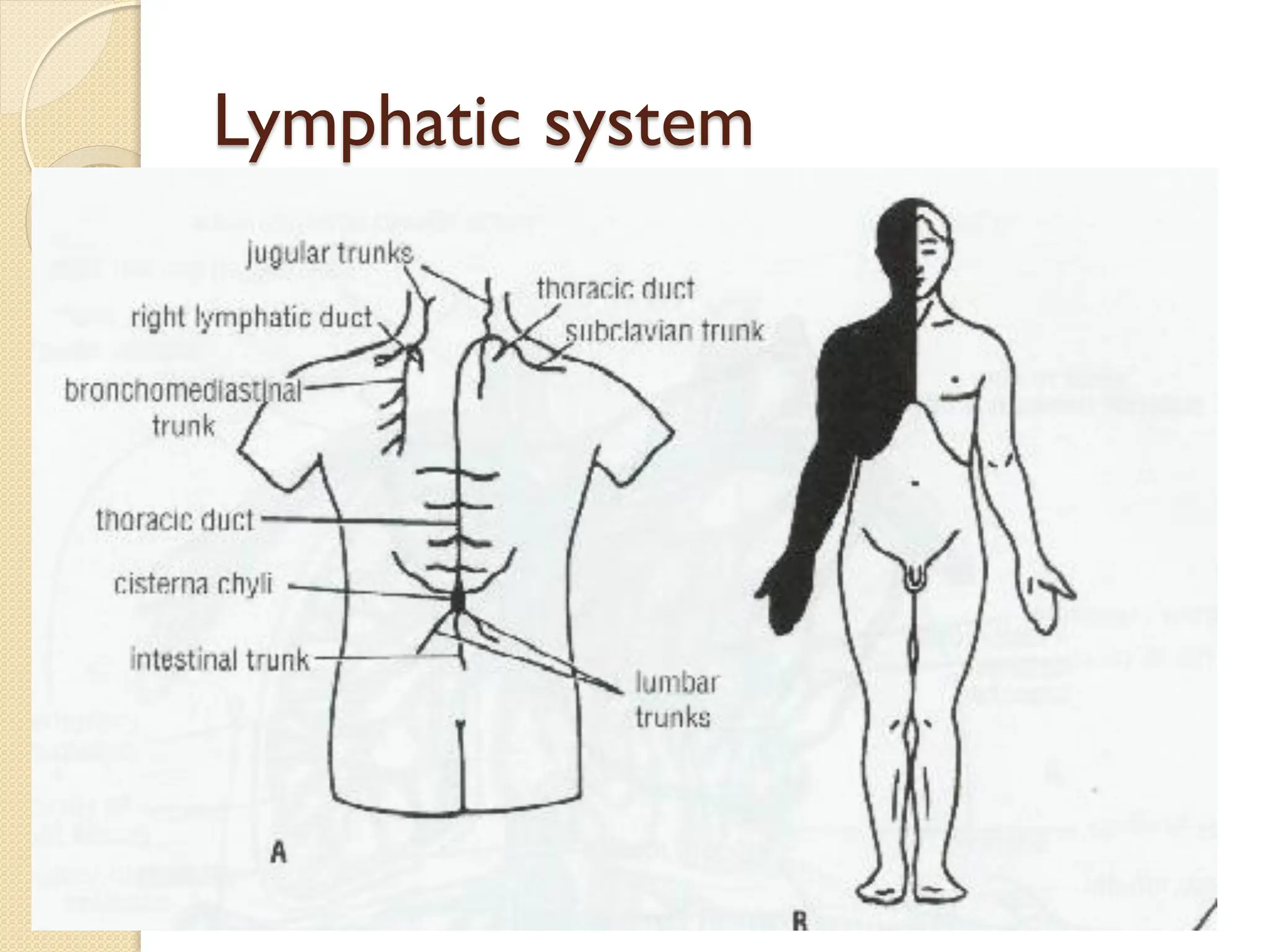 Lymphatic system
 