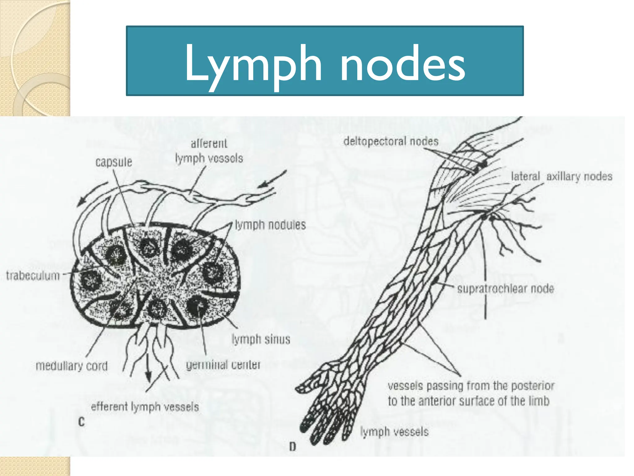 Lymph nodes
 