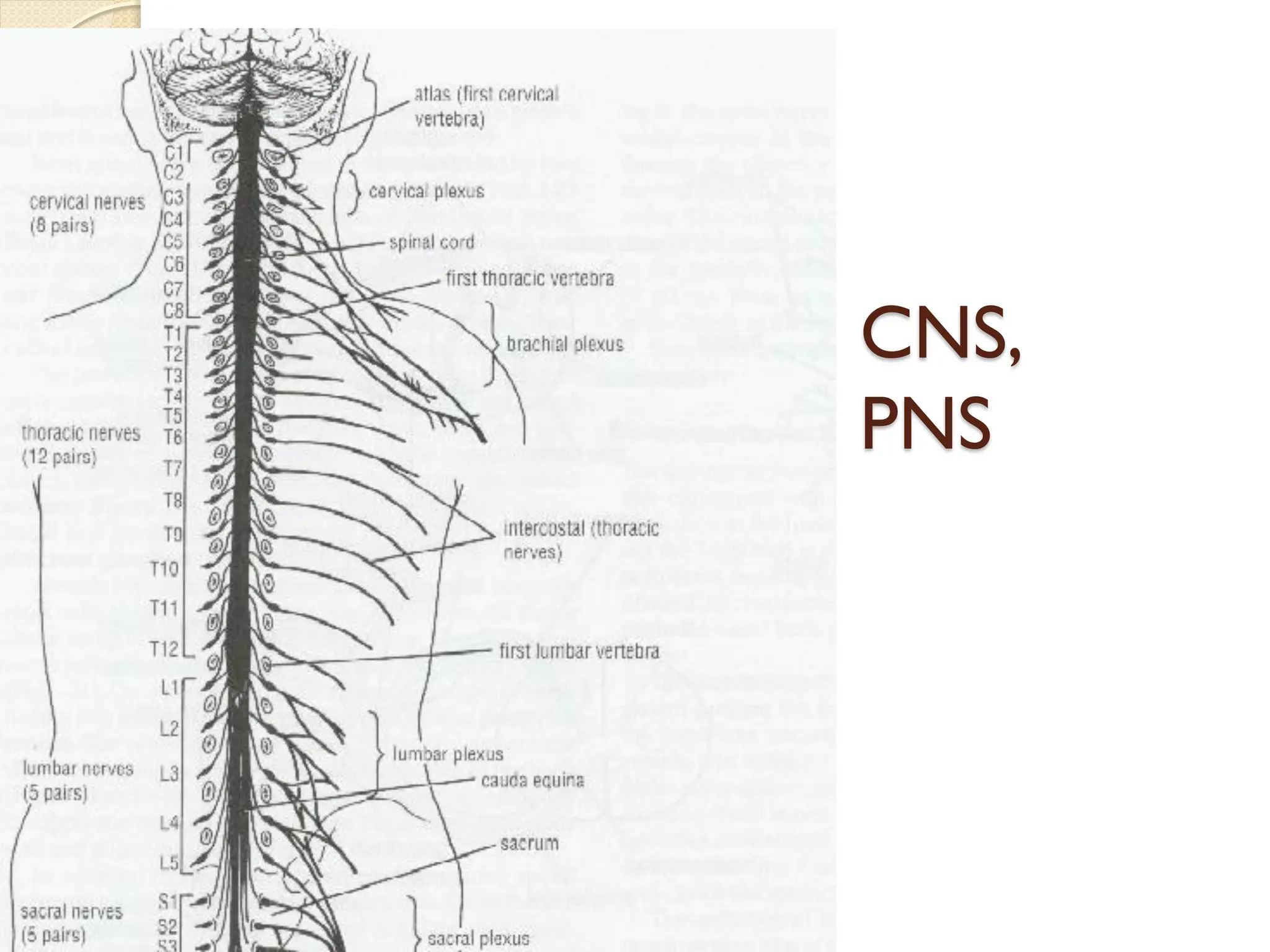 CNS,
PNS
 