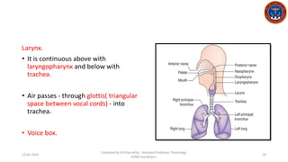 lecture 1/2023 -Respiratory Physiology - Introduction of respiratory system.pdf