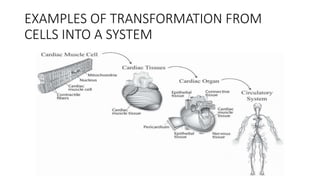 Lecture 1 Introduction to animal cell technology | PPT