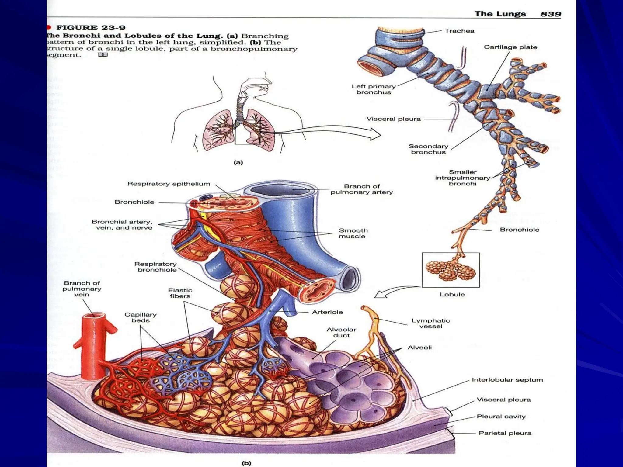 Introduction to the Respiratory system and basic anatomy and physiology ...