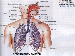 Introduction to the Respiratory system and basic anatomy and physiology ...