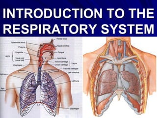 1
INTRODUCTION TO THE
RESPIRATORY SYSTEM
 
