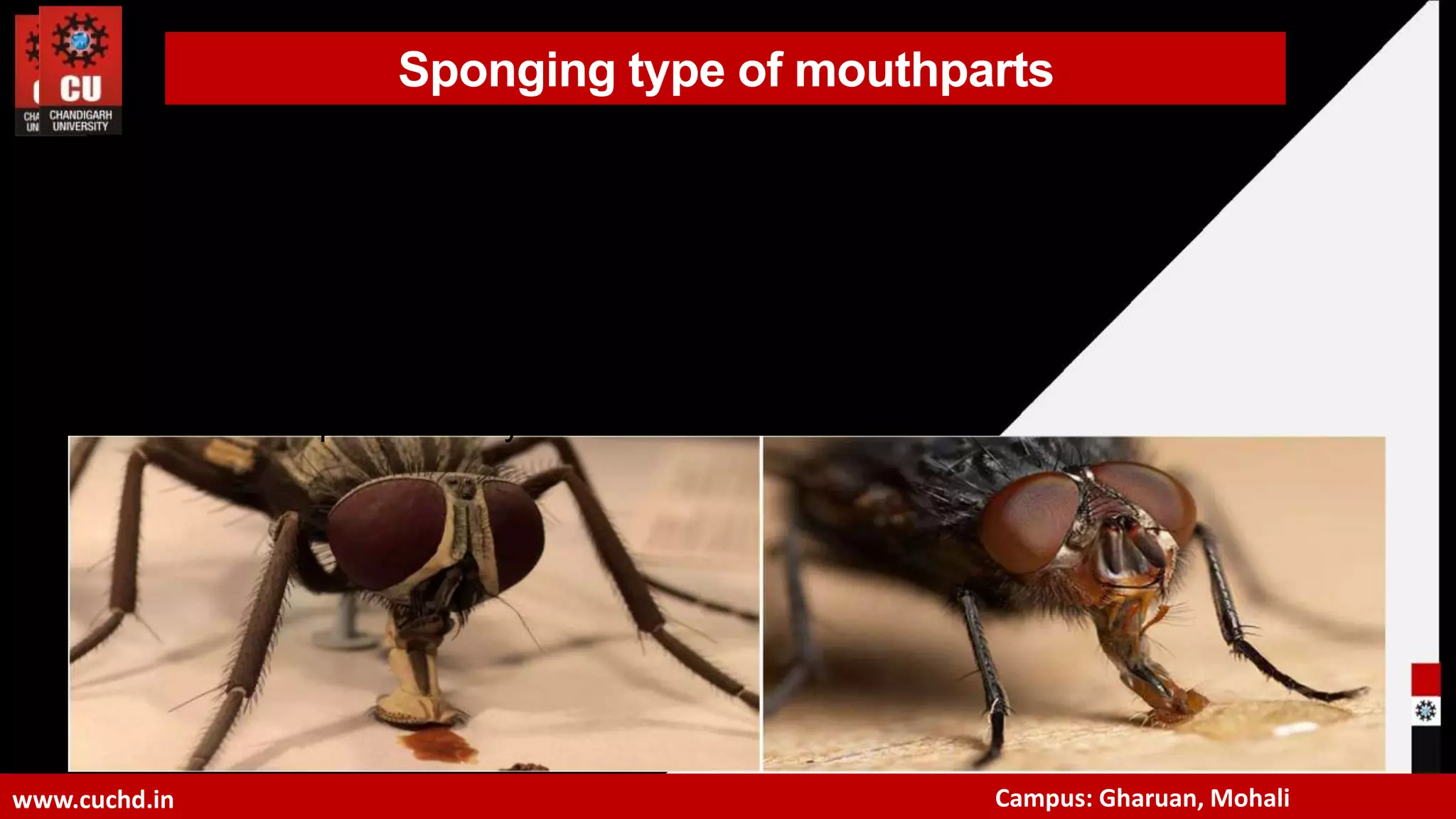 Lecture 1- Methods of detection and diagnose Damages caused by Insects.ppt