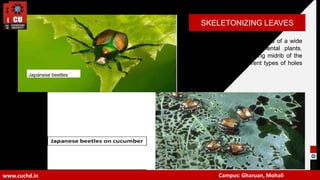 Skeletonizing Insects Lecture 1- Methods of detection and diagnose Damages caused by Insects.ppt