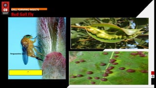 Galling Insects Lecture 1- Methods of detection and diagnose Damages caused by Insects.ppt