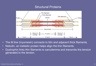 Lecture 1 muscle tissue | PPT
