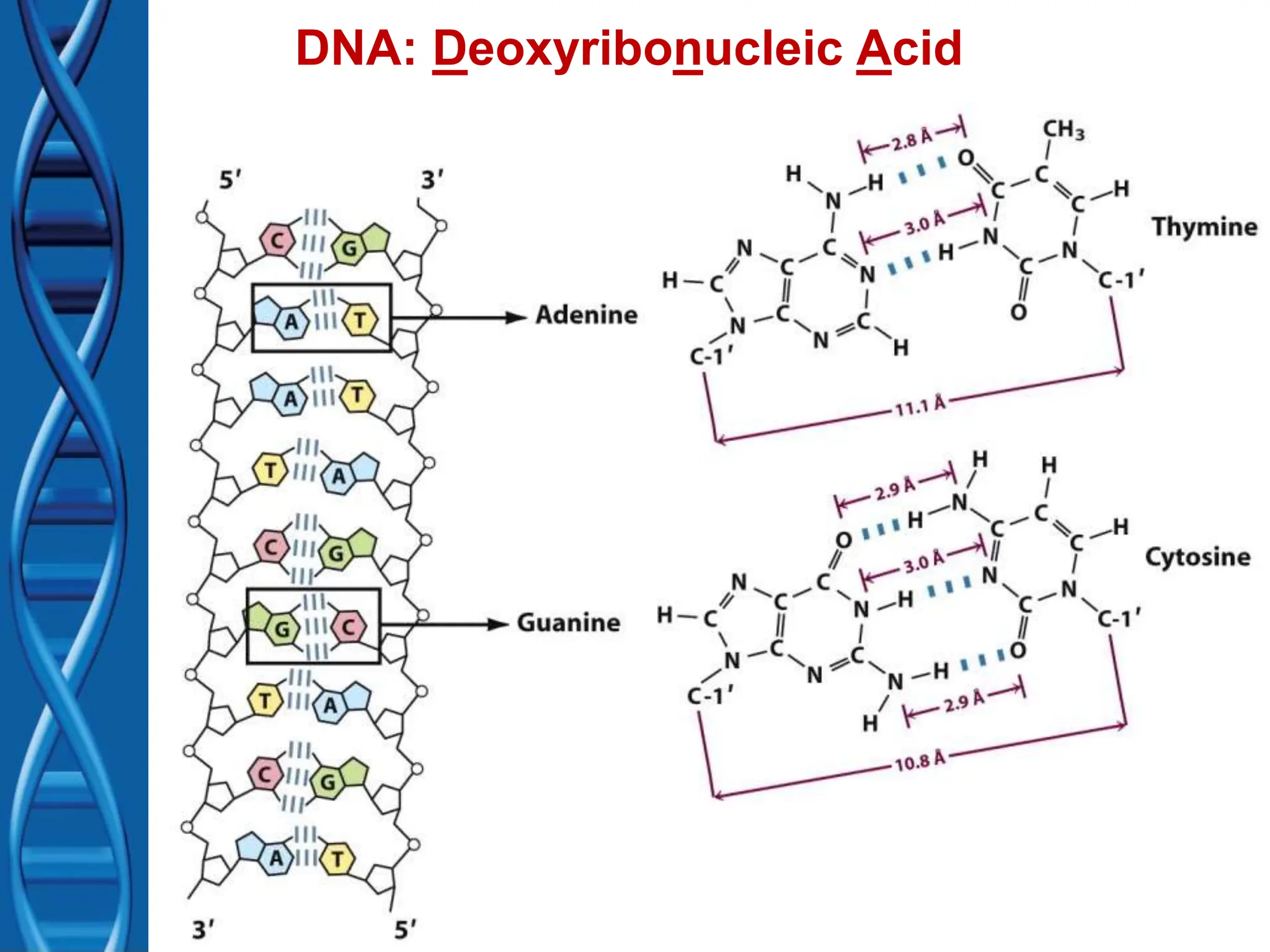 Nucleic Acid Biology for Beginners basics of DNA CEntral dogma | PPT
