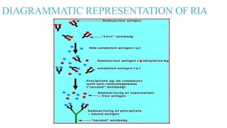 DIAGRAMMATIC REPRESENTATION OF RIA
 